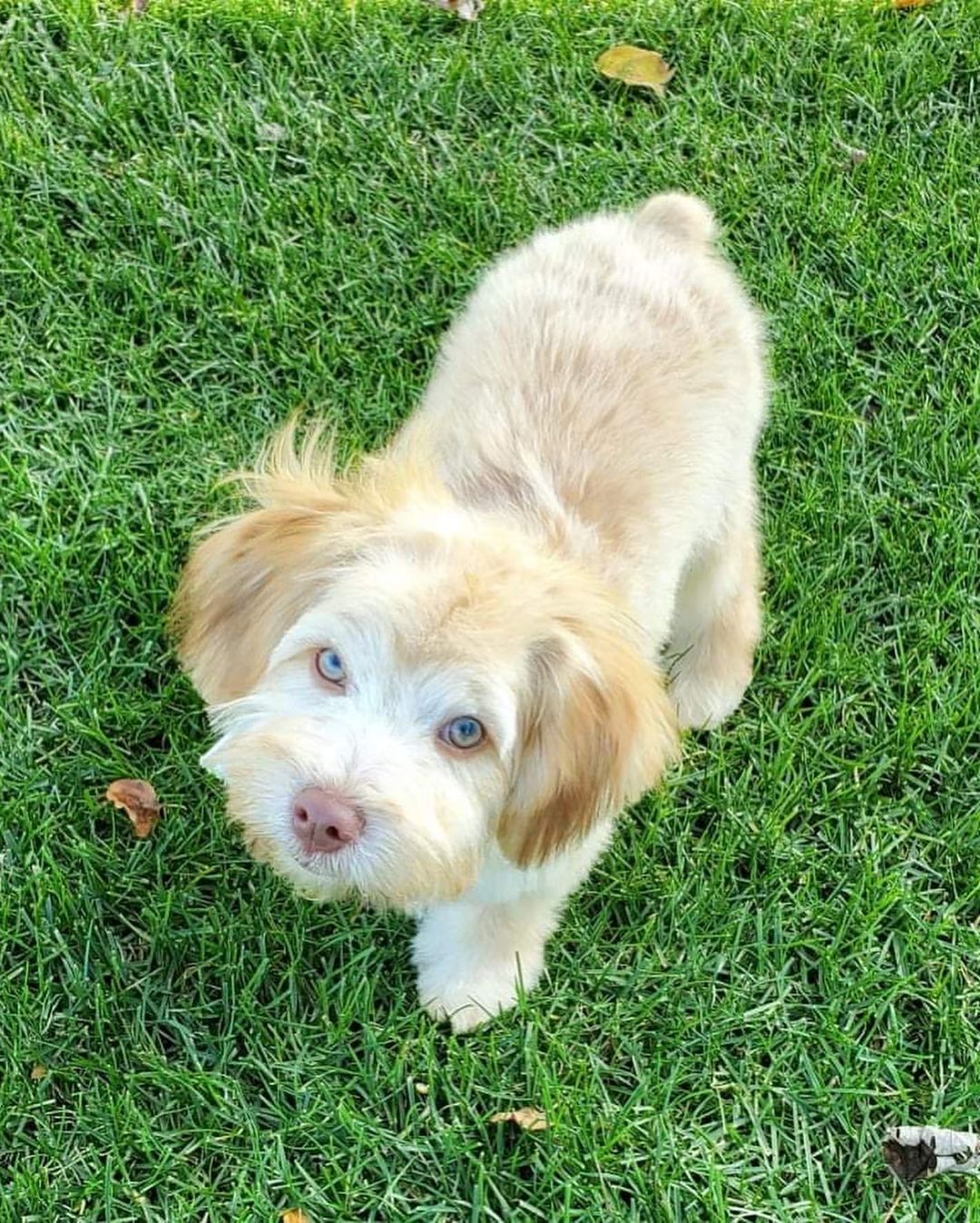 A little before and after. The first three photos are from when we took Finn (formerly Rocket) to @jupmode for Puppy Friday while he was with us and the last photo is him, today, in his forever home after his first grooming. His mom reports that he never sits still and is sweet as sweet can be!