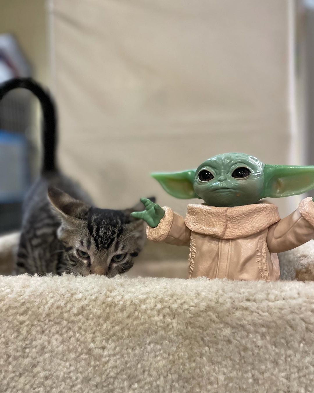 The force is strong with our furry younglings ✨

Kitten season never really let up here at Pet Helpers. We’re still seeing tiny paws coming into our shelter from all across the galaxy each day. With winter approaching, adoptions are needed more than ever so we can continue to bring in homeless fur babies away from the increasingly harsh conditions outside. ❄️

We’re open for walk-in adoptions this week from 12-6; stop by and meet kittens so cute they put Baby Yoda to shame 💚

We are in desperate need of dry cat food to maintain our community food bank and cat colonies we administer to. You can save lives without adopting by donating dry cat food either in person during shelter hours or by following the link in our bio to donate through our @chewy wishlist 💙