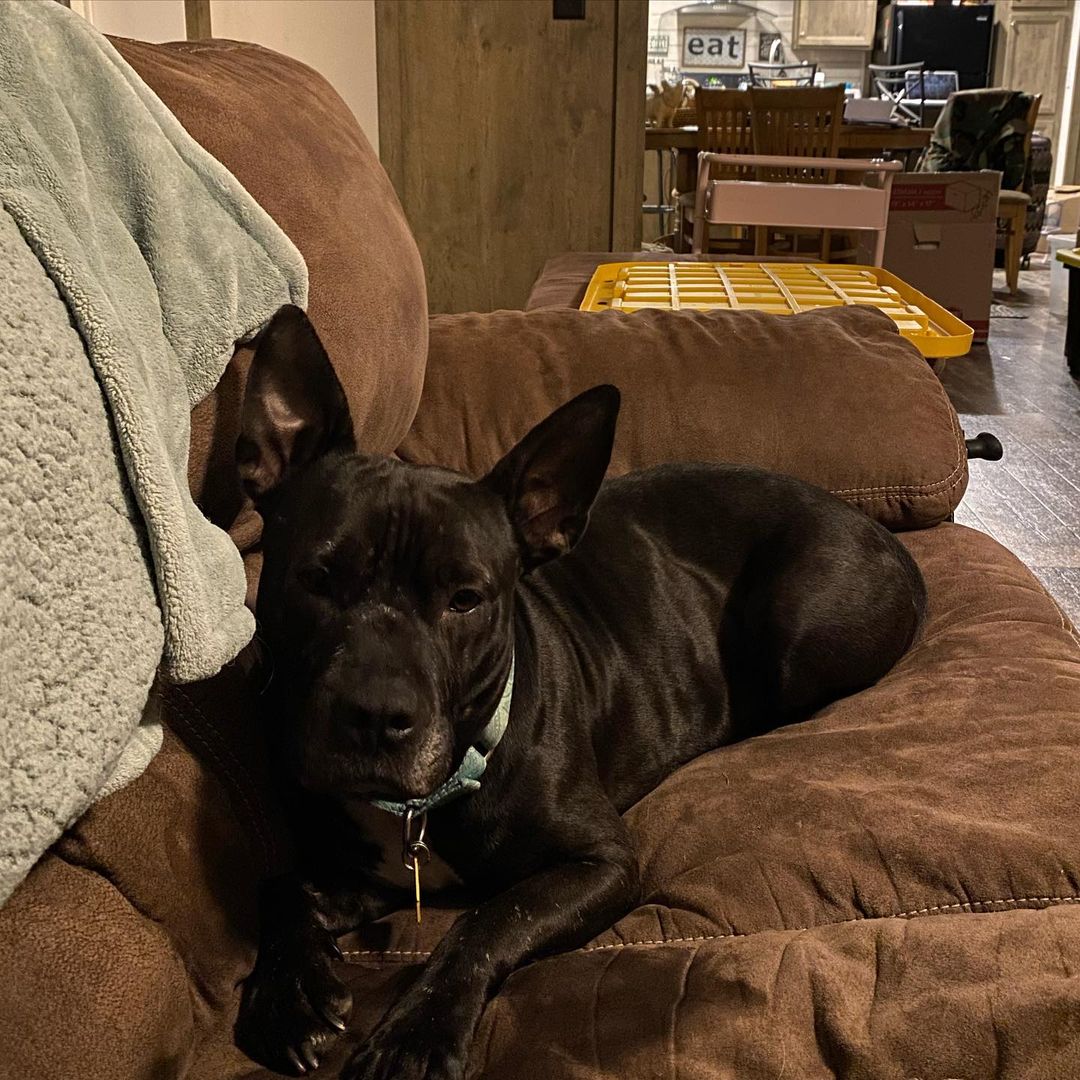 🚨KIRA🚨

Kira was supposed to have her 2& 3rd heartworm injections this week. Last night, a lump was noticed between her shoulder blades and it prompted an emergency vet visit. She has been lethargic & we are unsure if this is heartworm treatment related or from something more serious. 

Her heartworm treatment & her adoption for Saturday have been postponed. 🥺 We want our girl to be well before going home. 

Here’s what was done:
❗️Bloodwork 
❗️Ultrasound 
❗️Fine needle aspiration to the growth 
❗️Culture 
❗️Parasite test 

Her bloodwork came back slightly elevated & we will have the needle aspiration results in 2 weeks. She had also lost 4# since her last vet visit. 

She has been started on antibiotics & probiotics in case this an infection. We don’t know the results yet, but we are hoping for the best case scenario. Post results, we will work with the vet team to determine when to resume heartworm treatment. 

Her babies have since been adopted, and she has an amazing home waiting for her. We want you to be well momma Kira. You are so deserving. 

To donate towards Kira’s $730 emergency visit, we accept donations via: 

🔵 Venmo: @strongpawsrescue 
🔵 PayPal: strongpawsrescue@gmail.com 
🔵 Website: www.strongpawsrescue.org/donate
🔵 Mail: 5001 State Highway 23, Suite 3 PMB <a target='_blank' href='https://www.instagram.com/explore/tags/205/'>#205</a>  Oneonta, NY 13820

<a target='_blank' href='https://www.instagram.com/explore/tags/strongpawsrescue/'>#strongpawsrescue</a> <a target='_blank' href='https://www.instagram.com/explore/tags/liftheavyrescuedogs/'>#liftheavyrescuedogs</a>  <a target='_blank' href='https://www.instagram.com/explore/tags/ohshitlegday/'>#ohshitlegday</a> <a target='_blank' href='https://www.instagram.com/explore/tags/quadsandcanines/'>#quadsandcanines</a> <a target='_blank' href='https://www.instagram.com/explore/tags/thickthighssavelives/'>#thickthighssavelives</a> <a target='_blank' href='https://www.instagram.com/explore/tags/communityoutreach/'>#communityoutreach</a> <a target='_blank' href='https://www.instagram.com/explore/tags/iheartoneonta/'>#iheartoneonta</a> <a target='_blank' href='https://www.instagram.com/explore/tags/fundraise/'>#fundraise</a> <a target='_blank' href='https://www.instagram.com/explore/tags/donate/'>#donate</a> <a target='_blank' href='https://www.instagram.com/explore/tags/advocacy/'>#advocacy</a> <a target='_blank' href='https://www.instagram.com/explore/tags/rescue/'>#rescue</a> <a target='_blank' href='https://www.instagram.com/explore/tags/animalrescue/'>#animalrescue</a> <a target='_blank' href='https://www.instagram.com/explore/tags/dog/'>#dog</a> <a target='_blank' href='https://www.instagram.com/explore/tags/adoptdontshop/'>#adoptdontshop</a> <a target='_blank' href='https://www.instagram.com/explore/tags/dogrescue/'>#dogrescue</a> <a target='_blank' href='https://www.instagram.com/explore/tags/newyork/'>#newyork</a> <a target='_blank' href='https://www.instagram.com/explore/tags/nyc/'>#nyc</a> <a target='_blank' href='https://www.instagram.com/explore/tags/oneonta/'>#oneonta</a> <a target='_blank' href='https://www.instagram.com/explore/tags/strength/'>#strength</a>  <a target='_blank' href='https://www.instagram.com/explore/tags/strengthathlete/'>#strengthathlete</a> <a target='_blank' href='https://www.instagram.com/explore/tags/lifter/'>#lifter</a> <a target='_blank' href='https://www.instagram.com/explore/tags/powerlifter/'>#powerlifter</a> <a target='_blank' href='https://www.instagram.com/explore/tags/strongman/'>#strongman</a> <a target='_blank' href='https://www.instagram.com/explore/tags/strongwoman/'>#strongwoman</a> <a target='_blank' href='https://www.instagram.com/explore/tags/gains/'>#gains</a> <a target='_blank' href='https://www.instagram.com/explore/tags/support/'>#support</a> <a target='_blank' href='https://www.instagram.com/explore/tags/rescuedogsofinstagram/'>#rescuedogsofinstagram</a> <a target='_blank' href='https://www.instagram.com/explore/tags/fosterdogsofinstagram/'>#fosterdogsofinstagram</a>