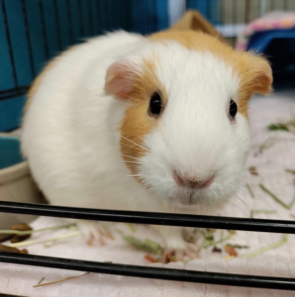 <a target='_blank' href='https://www.instagram.com/explore/tags/cutenessoverload/'>#cutenessoverload</a> we currently have 10 Guinea pigs available for adoption! 😍