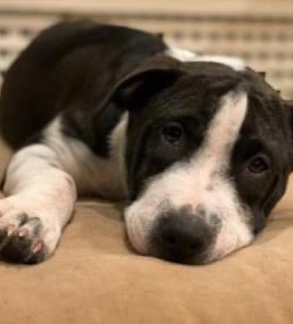 You don't want to miss our in-person adoption event on Saturday, November 13 from noon to 2 p.m. at @friendsoftoto in Pawtucket. Here are some of the pups that will be attending. Let's get these dogs home! <a target='_blank' href='https://www.instagram.com/explore/tags/pleaseshare/'>#pleaseshare</a> <a target='_blank' href='https://www.instagram.com/explore/tags/upforadoption/'>#upforadoption</a> <a target='_blank' href='https://www.instagram.com/explore/tags/adoptionevent/'>#adoptionevent</a> <a target='_blank' href='https://www.instagram.com/explore/tags/saturday/'>#saturday</a> <a target='_blank' href='https://www.instagram.com/explore/tags/local/'>#local</a> <a target='_blank' href='https://www.instagram.com/explore/tags/rhodeisland/'>#rhodeisland</a> <a target='_blank' href='https://www.instagram.com/explore/tags/adoptdontshop/'>#adoptdontshop</a>