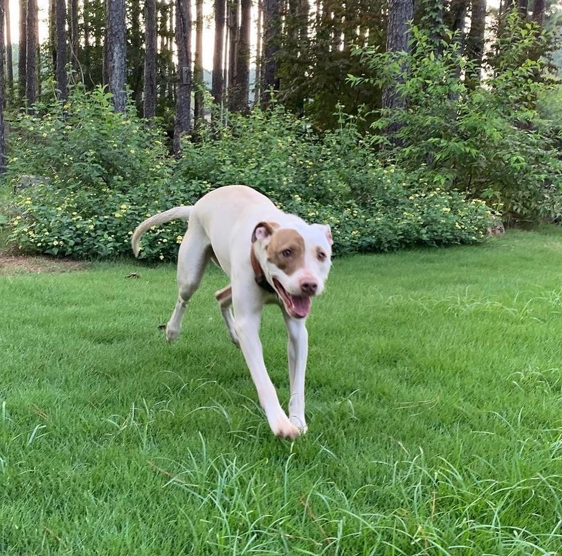 🧡ADOPTABLE JOSIE WANTS TO LOVE YOU!!!!

Josie is also looking for a foster! She has been with a gracious temporary foster for a while now. We would love to get her into a home for the holidays!

Josie is a GEM of a dog! 💛Josie is about 1.5 years old, petite and SO loving! She is playful, good on a leash, knows her name and basic commands and is very treat motivated 🥰 She is great with other dogs and loves to play!! 🐶 

If you are interested in meeting this gorgeous girl, apply to adopt her at our website or the link in our bio!!

<a target='_blank' href='https://www.instagram.com/explore/tags/pitbullrescue/'>#pitbullrescue</a> <a target='_blank' href='https://www.instagram.com/explore/tags/rescueapit/'>#rescueapit</a> <a target='_blank' href='https://www.instagram.com/explore/tags/friyay/'>#friyay</a> <a target='_blank' href='https://www.instagram.com/explore/tags/adoptme/'>#adoptme</a> <a target='_blank' href='https://www.instagram.com/explore/tags/cleartheshelters/'>#cleartheshelters</a> <a target='_blank' href='https://www.instagram.com/explore/tags/adoptable/'>#adoptable</a> <a target='_blank' href='https://www.instagram.com/explore/tags/savethemall/'>#savethemall</a> <a target='_blank' href='https://www.instagram.com/explore/tags/pittielove/'>#pittielove</a> <a target='_blank' href='https://www.instagram.com/explore/tags/atlantarescuedogs/'>#atlantarescuedogs</a> <a target='_blank' href='https://www.instagram.com/explore/tags/twotailzrescue/'>#twotailzrescue</a>