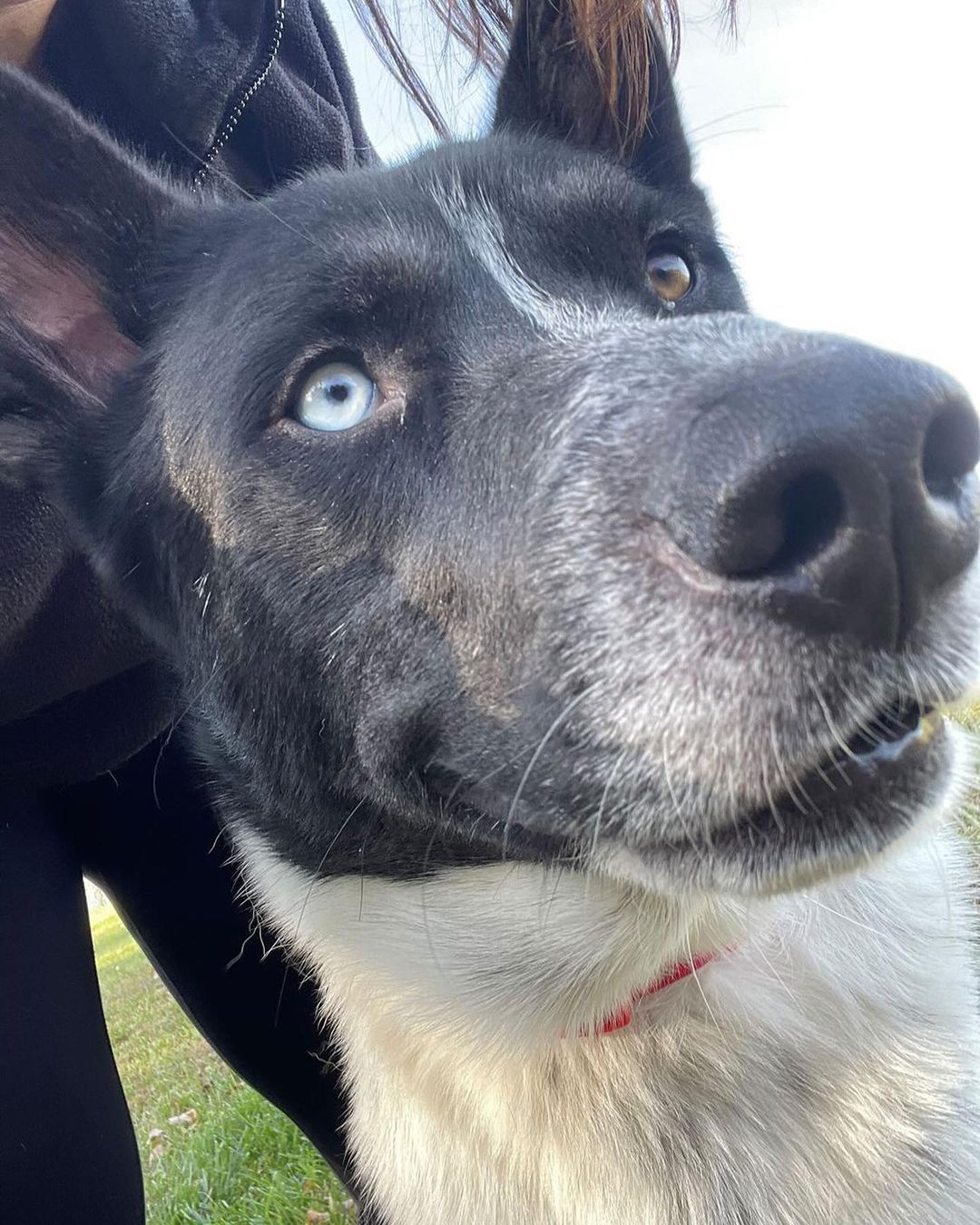 B E S T  B O Y 💙

It’s true, this 11 mo old husky mix really is *the best boy* and is ready to give you all his love! 💙

Groot loves to run and play outside and play ball (check out the video of him nailing fetch! So athletic!). He gets along wonderfully with other dogs and all people, including kids. His foster mama said he’s even fully potty trained and walks like a dream on a leash. When playtime is over he loves to cuddle and take naps with you on the couch … what more could you want?! 💙

If this *best boy* sounds like a good fit for your active home, fill out an app to meet him!! 💙

<a target='_blank' href='https://www.instagram.com/explore/tags/adoptme/'>#adoptme</a> <a target='_blank' href='https://www.instagram.com/explore/tags/huskymix/'>#huskymix</a> <a target='_blank' href='https://www.instagram.com/explore/tags/rescuedog/'>#rescuedog</a> <a target='_blank' href='https://www.instagram.com/explore/tags/heterochromia/'>#heterochromia</a> <a target='_blank' href='https://www.instagram.com/explore/tags/dogsofstl/'>#dogsofstl</a> <a target='_blank' href='https://www.instagram.com/explore/tags/bestboy/'>#bestboy</a> <a target='_blank' href='https://www.instagram.com/explore/tags/dogsofstlouis/'>#dogsofstlouis</a> <a target='_blank' href='https://www.instagram.com/explore/tags/gooddog/'>#gooddog</a> <a target='_blank' href='https://www.instagram.com/explore/tags/familydog/'>#familydog</a> <a target='_blank' href='https://www.instagram.com/explore/tags/active/'>#active</a> <a target='_blank' href='https://www.instagram.com/explore/tags/fosteringsaveslives/'>#fosteringsaveslives</a> <a target='_blank' href='https://www.instagram.com/explore/tags/shelterdog/'>#shelterdog</a> <a target='_blank' href='https://www.instagram.com/explore/tags/adoptdontshop/'>#adoptdontshop</a> <a target='_blank' href='https://www.instagram.com/explore/tags/pickme/'>#pickme</a> <a target='_blank' href='https://www.instagram.com/explore/tags/husky/'>#husky</a> <a target='_blank' href='https://www.instagram.com/explore/tags/handsome/'>#handsome</a>