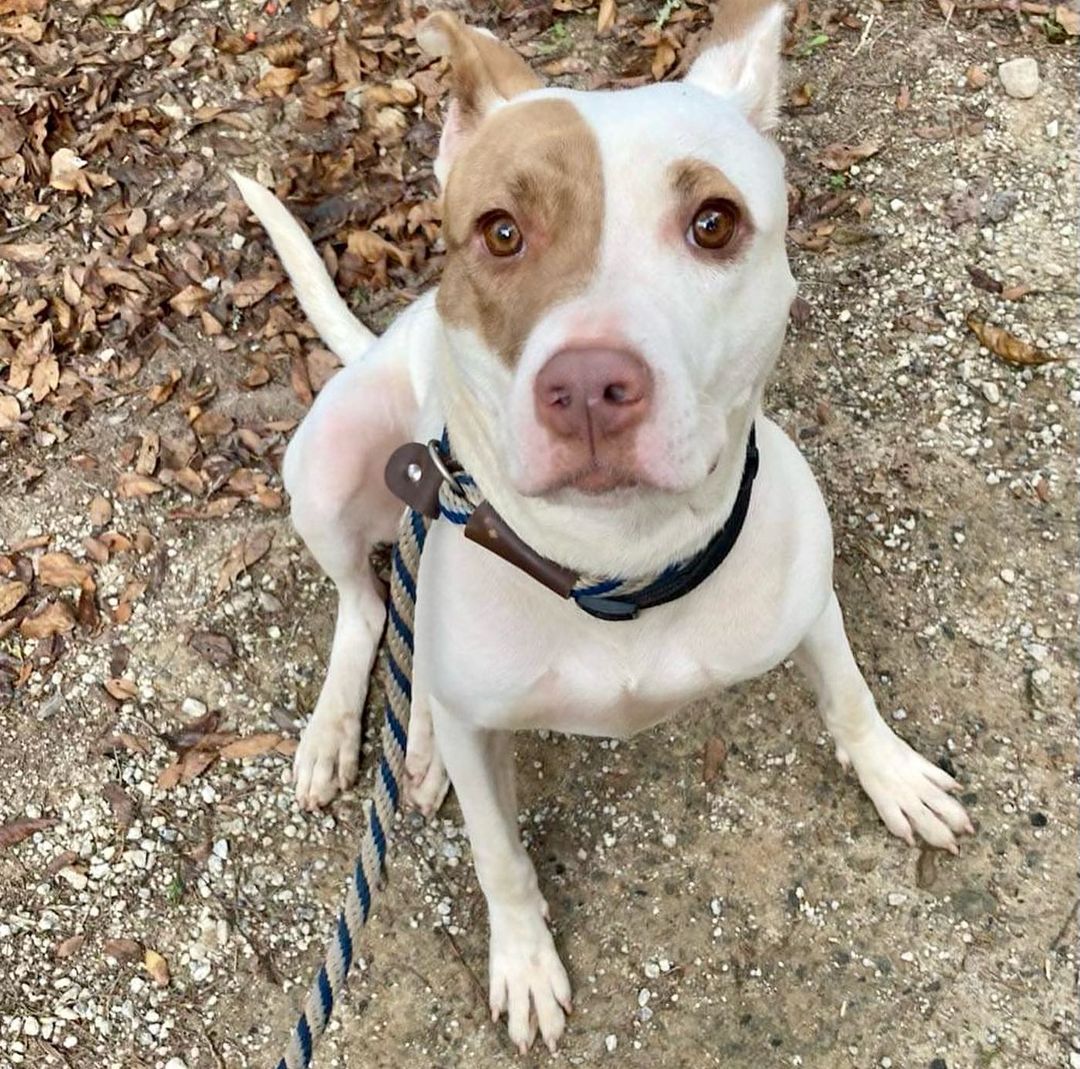 🧡ADOPTABLE JOSIE WANTS TO LOVE YOU!!!!

Josie is also looking for a foster! She has been with a gracious temporary foster for a while now. We would love to get her into a home for the holidays!

Josie is a GEM of a dog! 💛Josie is about 1.5 years old, petite and SO loving! She is playful, good on a leash, knows her name and basic commands and is very treat motivated 🥰 She is great with other dogs and loves to play!! 🐶 

If you are interested in meeting this gorgeous girl, apply to adopt her at our website or the link in our bio!!

<a target='_blank' href='https://www.instagram.com/explore/tags/pitbullrescue/'>#pitbullrescue</a> <a target='_blank' href='https://www.instagram.com/explore/tags/rescueapit/'>#rescueapit</a> <a target='_blank' href='https://www.instagram.com/explore/tags/friyay/'>#friyay</a> <a target='_blank' href='https://www.instagram.com/explore/tags/adoptme/'>#adoptme</a> <a target='_blank' href='https://www.instagram.com/explore/tags/cleartheshelters/'>#cleartheshelters</a> <a target='_blank' href='https://www.instagram.com/explore/tags/adoptable/'>#adoptable</a> <a target='_blank' href='https://www.instagram.com/explore/tags/savethemall/'>#savethemall</a> <a target='_blank' href='https://www.instagram.com/explore/tags/pittielove/'>#pittielove</a> <a target='_blank' href='https://www.instagram.com/explore/tags/atlantarescuedogs/'>#atlantarescuedogs</a> <a target='_blank' href='https://www.instagram.com/explore/tags/twotailzrescue/'>#twotailzrescue</a>