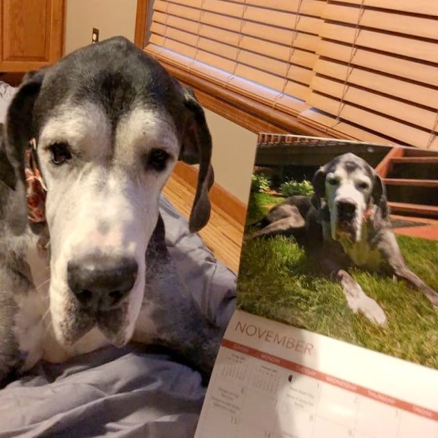 Miss November 2022 is here to tell you that she's thrilled to be featured in our AHS/Popcorn Park calendar, and she hopes you'll buy one!  They make great gifts! 

Cookie the Great Dane is featured for the month of November in honor of Adopt a Senior Pet Month, and she's one of our favorite seniors that spent such a long time with us, along with her sister Angel.  The girls got the most wonderful home ever back in November, 2019.  Sadly, Angel passed away a year later, but we're thrilled that she had the time that she did in such a great home with a family that adored her. 

Cookie is loving life and living it up in her senior years, and we're so happy to feature her in our 2022 calendar.  Get your calendar at www.ahscares.org. They're just $20 and proceeds go toward the care of so many other deserving animals, like Cookie!
<a target='_blank' href='https://www.instagram.com/explore/tags/calendar/'>#calendar</a> <a target='_blank' href='https://www.instagram.com/explore/tags/2022calendar/'>#2022calendar</a> <a target='_blank' href='https://www.instagram.com/explore/tags/animals/'>#animals</a> <a target='_blank' href='https://www.instagram.com/explore/tags/animalrefuge/'>#animalrefuge</a> <a target='_blank' href='https://www.instagram.com/explore/tags/animalphotography/'>#animalphotography</a> <a target='_blank' href='https://www.instagram.com/explore/tags/animalrescue/'>#animalrescue</a> <a target='_blank' href='https://www.instagram.com/explore/tags/helpinganimals/'>#helpinganimals</a> <a target='_blank' href='https://www.instagram.com/explore/tags/dogsandcats/'>#dogsandcats</a> <a target='_blank' href='https://www.instagram.com/explore/tags/wildlife/'>#wildlife</a>
