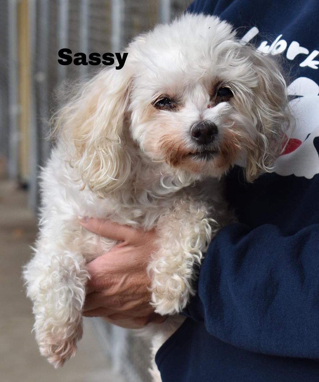 Hi my name is Sassy. I am a 11 year old Poodle mix. I am a social butterfly, that is looking for someone to snuggle on the couch with. If interested in adopting go to our website www.deltaanimal.org and fill out an application.