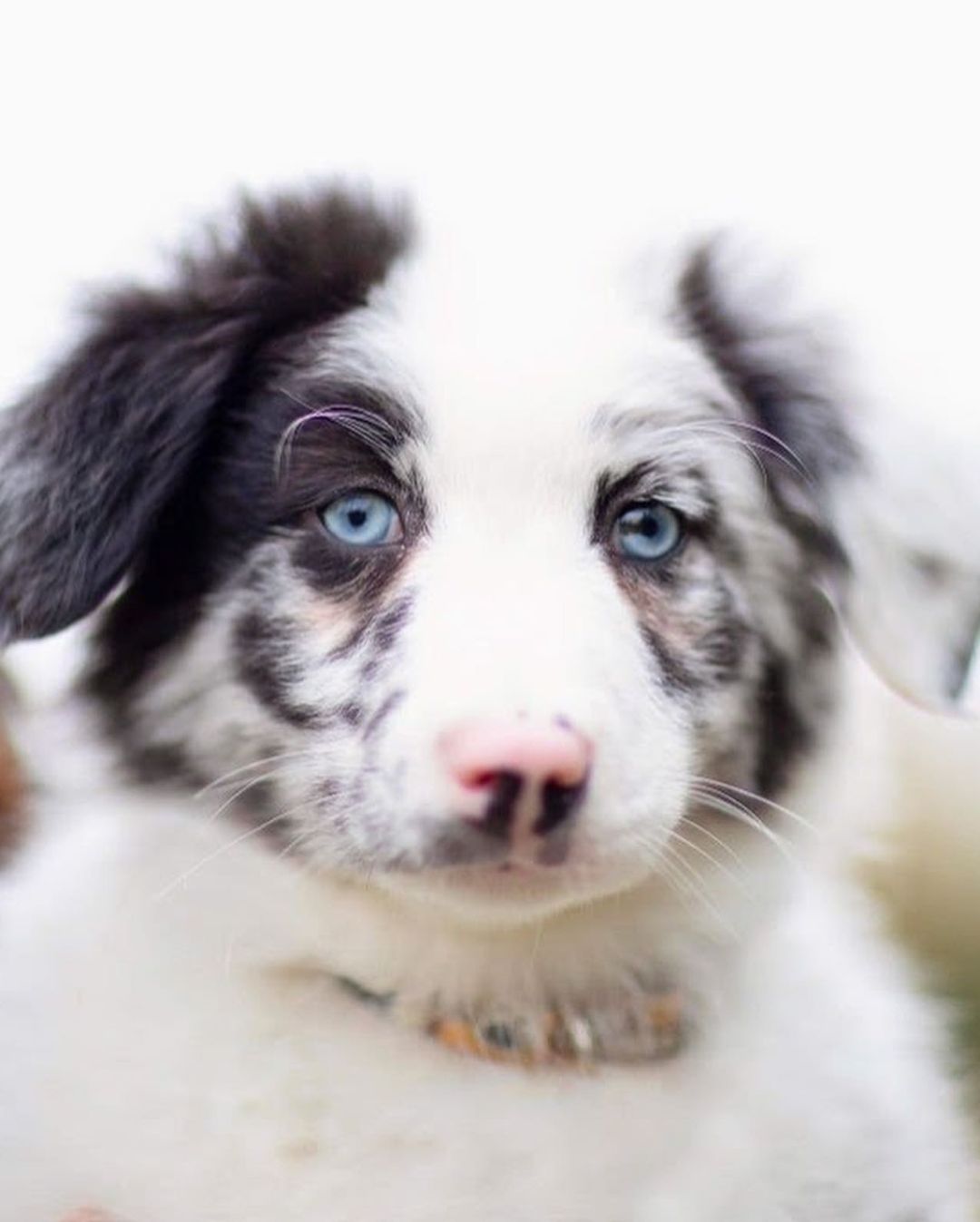 Cuteness overload alert!! 📢‼️😋 Thanks to Two Red Dogs Photography for photographing Dakota and Kai! They are just two of the six Border Collie mix puppies that just came to KARE! They were born on Sept. 9th. Please visit our website for more info! https://nwkare.org/educate-advocate-rehabilitate/rescue/