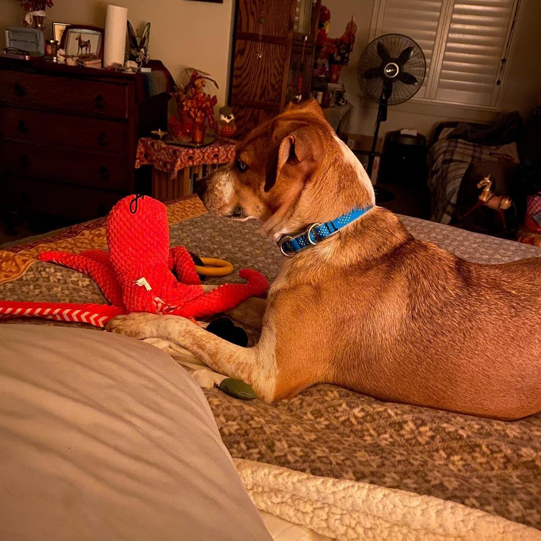 Sugar is now Gracie Belle and has a sister named Maggie! It didn't take her any time at all to find the toy boxes and comfy spots around the house. <a target='_blank' href='https://www.instagram.com/explore/tags/ccpalrescue/'>#ccpalrescue</a> <a target='_blank' href='https://www.instagram.com/explore/tags/happilyeverafters/'>#happilyeverafters</a> <a target='_blank' href='https://www.instagram.com/explore/tags/successstories/'>#successstories</a>