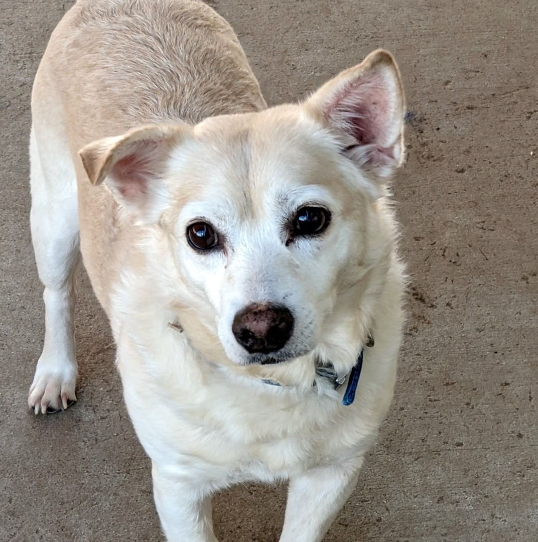 Meet Radar!!🐶 This senior loving boy is ready for his retirement. We love Mr. Radar, and we think he returns our affection. Radar is a wonderful senior companion who has some life in his step and some perk in his attitude. He would love to spend his years with a devoted comparable senior companion.  Preferably one that does not want to talk about their respective ages.
.
.
.
 <a target='_blank' href='https://www.instagram.com/explore/tags/retirementliving/'>#retirementliving</a> <a target='_blank' href='https://www.instagram.com/explore/tags/seniordogs/'>#seniordogs</a>