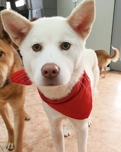 IN SEARCH OF FOREVER HOME 🏘️💕 

Sweet little Heeyoung is a 8 month old Jindo mix weighing 12kg/25lb who was rescued from a man who raised dogs to sell to the meat trade. It became a common occurrence for the owner to get drunk and beat the dog's, and neighbors often complained of hearing the wails and cries of the dog when he did. 

One day, a neighbor found Heeyoung with an obvious broken leg and reported it to our rescue volunteers, who negotiated with the owner to allow them to bring Heeyoung to the vet for treatment.

Luckily, Heeyoung was young and managed to make a full recovery. Although her owner demanded her back, our rescuers stood firm and told him he would be reported for animal abuse. As a result, he agreed to surrender Heeyoung.

Despite a horrible ordeal, Heeyoung is forgiving and still trusting of humans. She is currently staying at our partner boarding house where she is a popular girl and wins everyone over with her sweet, gentle, and obidient nature. 

To apply or learn more: 
https://www.freekoreandogs.org/adopt/heeyoung/ 
.
.
.
.
.
.
.
.
.
.
.
.
<a target='_blank' href='https://www.instagram.com/explore/tags/freekoreandogs/'>#freekoreandogs</a> <a target='_blank' href='https://www.instagram.com/explore/tags/adoptdontshop/'>#adoptdontshop</a> <a target='_blank' href='https://www.instagram.com/explore/tags/rescuedog/'>#rescuedog</a> <a target='_blank' href='https://www.instagram.com/explore/tags/rescuedogs/'>#rescuedogs</a> <a target='_blank' href='https://www.instagram.com/explore/tags/rescuedismyfavoritebreed/'>#rescuedismyfavoritebreed</a> <a target='_blank' href='https://www.instagram.com/explore/tags/rescuedogsofig/'>#rescuedogsofig</a> <a target='_blank' href='https://www.instagram.com/explore/tags/rescuedogsofinstagram/'>#rescuedogsofinstagram</a> <a target='_blank' href='https://www.instagram.com/explore/tags/adoptionsaveslives/'>#adoptionsaveslives</a> <a target='_blank' href='https://www.instagram.com/explore/tags/adoptme/'>#adoptme</a> <a target='_blank' href='https://www.instagram.com/explore/tags/adoptable/'>#adoptable</a> <a target='_blank' href='https://www.instagram.com/explore/tags/adoptables/'>#adoptables</a> <a target='_blank' href='https://www.instagram.com/explore/tags/dogadoption/'>#dogadoption</a> <a target='_blank' href='https://www.instagram.com/explore/tags/takemehome/'>#takemehome</a> <a target='_blank' href='https://www.instagram.com/explore/tags/dogrescue/'>#dogrescue</a>  <a target='_blank' href='https://www.instagram.com/explore/tags/fureverhome/'>#fureverhome</a> <a target='_blank' href='https://www.instagram.com/explore/tags/fureverfamily/'>#fureverfamily</a> <a target='_blank' href='https://www.instagram.com/explore/tags/lookingforahome/'>#lookingforahome</a> <a target='_blank' href='https://www.instagram.com/explore/tags/fureverhomeneeded/'>#fureverhomeneeded</a> <a target='_blank' href='https://www.instagram.com/explore/tags/dogadoption/'>#dogadoption</a> <a target='_blank' href='https://www.instagram.com/explore/tags/adoptionsaveslives/'>#adoptionsaveslives</a> <a target='_blank' href='https://www.instagram.com/explore/tags/koreanrescuedog/'>#koreanrescuedog</a> <a target='_blank' href='https://www.instagram.com/explore/tags/lookingforforeverhome/'>#lookingforforeverhome</a> <a target='_blank' href='https://www.instagram.com/explore/tags/jindo/'>#jindo</a> <a target='_blank' href='https://www.instagram.com/explore/tags/jindomix/'>#jindomix</a> <a target='_blank' href='https://www.instagram.com/explore/tags/koreanjindo/'>#koreanjindo</a> <a target='_blank' href='https://www.instagram.com/explore/tags/dogmeatsurvivor/'>#dogmeatsurvivor</a> <a target='_blank' href='https://www.instagram.com/explore/tags/dogmeattrade/'>#dogmeattrade</a> <a target='_blank' href='https://www.instagram.com/explore/tags/dogmeattradesurvivor/'>#dogmeattradesurvivor</a> <a target='_blank' href='https://www.instagram.com/explore/tags/EndTheDogMeatTrade/'>#EndTheDogMeatTrade</a> <a target='_blank' href='https://www.instagram.com/explore/tags/vancitydogs/'>#vancitydogs</a> <a target='_blank' href='https://www.instagram.com/explore/tags/torontodogs/'>#torontodogs</a> <a target='_blank' href='https://www.instagram.com/explore/tags/seattledogs/'>#seattledogs</a>