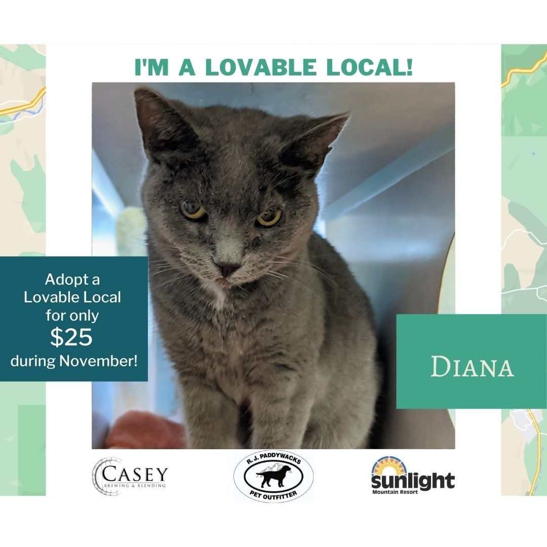 Princess Diana is a lovable local who is sponsored with a $25 adoption fee! 
She’s a Russian Blue whose four years old and sticks her paws out when she’s hungry; it’s quite adorable!

Fill an adoption survey out if you’re interested in adopting Diana!
<a target='_blank' href='https://www.instagram.com/explore/tags/ColoradoAnimalRescue/'>#ColoradoAnimalRescue</a> <a target='_blank' href='https://www.instagram.com/explore/tags/AnimalRescue/'>#AnimalRescue</a> <a target='_blank' href='https://www.instagram.com/explore/tags/adoptablepet/'>#adoptablepet</a> <a target='_blank' href='https://www.instagram.com/explore/tags/adoptdontshop/'>#adoptdontshop</a> <a target='_blank' href='https://www.instagram.com/explore/tags/adoptablecat/'>#adoptablecat</a> <a target='_blank' href='https://www.instagram.com/explore/tags/lovablelocal/'>#lovablelocal</a>