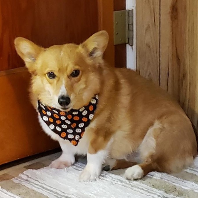 Copper the corgi is looking for his forever :)
