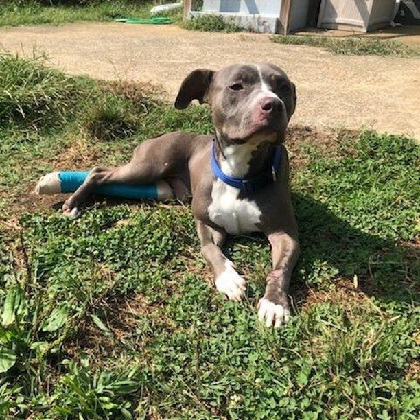 In August, we brought Bean, a stray dog who was hit by a car in Louisa County, into our loving care. Upon intake, radiographs showed that he had a fractured left tibia, fibula and right humerus. Though all of his fractures were severe, Richmond SPCA veterinarian Dr. David Molinas feared that his humerus was beyond surgical repair and would require amputation.

After stabilizing the tibia with a splint, Bean was placed in a loving foster home to heal before surgical plans were made. After several weeks of crate rest, Bean returned for a check-up and to everyone's surprise, radiographs showed that not only the tibia had healed, but that his humerus showed significant healing as well.

Thanks to the dedication of our veterinary team and the excellent care of Bean's foster, Bean is comfortably walking and has sufficiently healed enough to be placed for adoption.

Though Bean will potentially need future radiographs to monitor his healing, our shelter veterinary team is pleased with how well this sweet 2-year-old pup has healed and are eager to find him a loving, lasting home. If you are interested in Bean, please visit our adoption center from noon to 7 p.m. today!
.
.
<a target='_blank' href='https://www.instagram.com/explore/tags/adoptdontshop/'>#adoptdontshop</a> <a target='_blank' href='https://www.instagram.com/explore/tags/adoptrva/'>#adoptrva</a> <a target='_blank' href='https://www.instagram.com/explore/tags/richmondspca/'>#richmondspca</a> <a target='_blank' href='https://www.instagram.com/explore/tags/loveliveshere/'>#loveliveshere</a> <a target='_blank' href='https://www.instagram.com/explore/tags/cinderellafund/'>#cinderellafund</a> <a target='_blank' href='https://www.instagram.com/explore/tags/dogsofinstagram/'>#dogsofinstagram</a> <a target='_blank' href='https://www.instagram.com/explore/tags/fosteringsaveslives/'>#fosteringsaveslives</a>