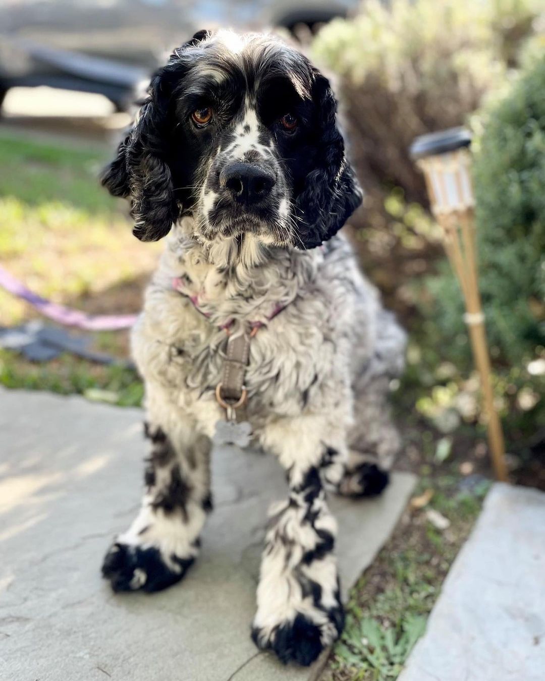 Meet Petey . . . this good boy is looking for a forever home after his owner passed away.

This gorgeous fella is just under seven years of age and he is deaf.  He is currently being treated for an ear infection and is on special food for allergies. 

Petey is not used to meeting new people or being in new situations so he is skittish and needs an adopter that is prepared to put in the effort for daily gentle socialization.  Because he is deaf, he needs to be trained using hand signals and treats.

Because Petey needs a calm home environment, while his new adopters work on gentle socialization to new situations - we would prefer to find him a home with no children and a home that is not busy with a lot of visitors coming and going.  Right now, he needs an adult only home with a super controlled environment, because skittish dogs are a flight risk. 

A training enthusiast would be best for Petey, someone willing to work with a force free dog trainer, to help him with confidence building. 

Serious adoption inquiries please be sure to read the adoption process here:

CampCocker.com/adoptionprocess. 

Spread the word for Petey! 

 <a target='_blank' href='https://www.instagram.com/explore/tags/SaveADogChangeTheWorld/'>#SaveADogChangeTheWorld</a> 

<a target='_blank' href='https://www.instagram.com/explore/tags/TeamPetey/'>#TeamPetey</a> <a target='_blank' href='https://www.instagram.com/explore/tags/campcockerrescue/'>#campcockerrescue</a> <a target='_blank' href='https://www.instagram.com/explore/tags/cockerspanielclub/'>#cockerspanielclub</a> <a target='_blank' href='https://www.instagram.com/explore/tags/cockerspaniels/'>#cockerspaniels</a> <a target='_blank' href='https://www.instagram.com/explore/tags/cockerspanielsofig/'>#cockerspanielsofig</a> <a target='_blank' href='https://www.instagram.com/explore/tags/cockerspanielcuties/'>#cockerspanielcuties</a> <a target='_blank' href='https://www.instagram.com/explore/tags/cockerspaniellove/'>#cockerspaniellove</a> <a target='_blank' href='https://www.instagram.com/explore/tags/cockerspaniellovers/'>#cockerspaniellovers</a> <a target='_blank' href='https://www.instagram.com/explore/tags/cockerspanielmoments/'>#cockerspanielmoments</a> <a target='_blank' href='https://www.instagram.com/explore/tags/cockerspanielnetwork/'>#cockerspanielnetwork</a> <a target='_blank' href='https://www.instagram.com/explore/tags/cockerspanielofinstagram/'>#cockerspanielofinstagram</a> <a target='_blank' href='https://www.instagram.com/explore/tags/cockerspanieloftheday/'>#cockerspanieloftheday</a> <a target='_blank' href='https://www.instagram.com/explore/tags/cockerspanielpuppies/'>#cockerspanielpuppies</a> <a target='_blank' href='https://www.instagram.com/explore/tags/cockerspaniel/'>#cockerspaniel</a> <a target='_blank' href='https://www.instagram.com/explore/tags/cockerspanielpuppy/'>#cockerspanielpuppy</a> <a target='_blank' href='https://www.instagram.com/explore/tags/cockerspanielsofinsta/'>#cockerspanielsofinsta</a>