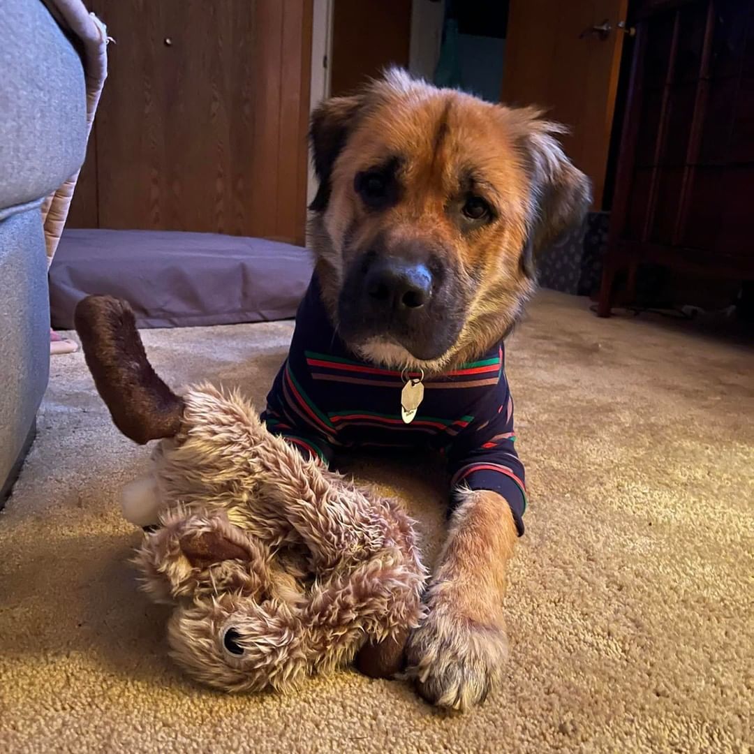 Update: LeRoy Bear
LeRoy was a hot mess when a good Samaritan brought him into the shelter. 
I knew the minute I saw his photo he needed to join our tribe.  Under the care of Shorewood Animal Hospital (IL) his skin is healing and his HW treatment has begun. 

Dogs with HW don't have a  future in rural shelters with no medical budget.  They depend on rescues to save their lives.

LeRoy Bear is just barely past 1 year of age, to let him die from a preventable disease is a sin against the universe.

Now he is with his loving parents, wearing all kinds of cool PJ's following his applications of ResQ Organic skin treatment cream.  He is eating high quality food and soaking in all the love. 

LeRoy Bear's future looks bright and we couldn't do it without your support.

On Giving Tuesday, considering donating to help us save more LeRoy's of the world.

<a target='_blank' href='https://www.instagram.com/explore/tags/K9EI4LIFE/'>#K9EI4LIFE</a>