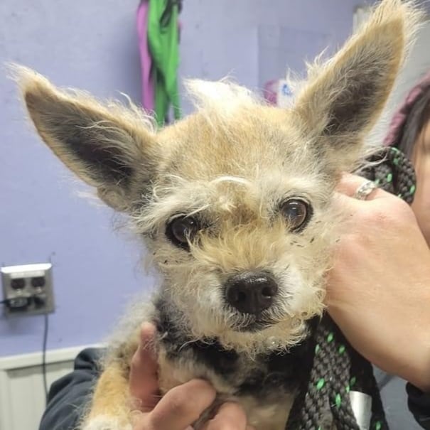 Update - adopted!!

NOVEMBER IS ADOPT A SENIOR MONTH!!!
And TESSIE is ready to be adopted!

TESSIE is a sweet adorable senior Yorkshire Terrier mix that is about 11-years-old. She weighs 10 pounds. Housebroken! This gal sure is a sweetheart!

Tessie loves car rides and enjoys people. She very gentle!

Tessie is used to being in a home (her owner passed away) and her wish is to find her new loving home very soon.

CAN YOU MAKE TESSIES WISH COME TRUE?