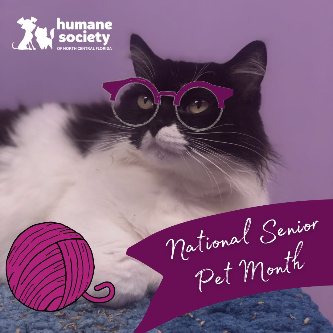 November is National Senior Pet Month! Did you know that senior pets tend to have calmer temperaments and are typically more receptive to training? All the more reason to adopt and fall in love with a senior catizen or dogizen today!