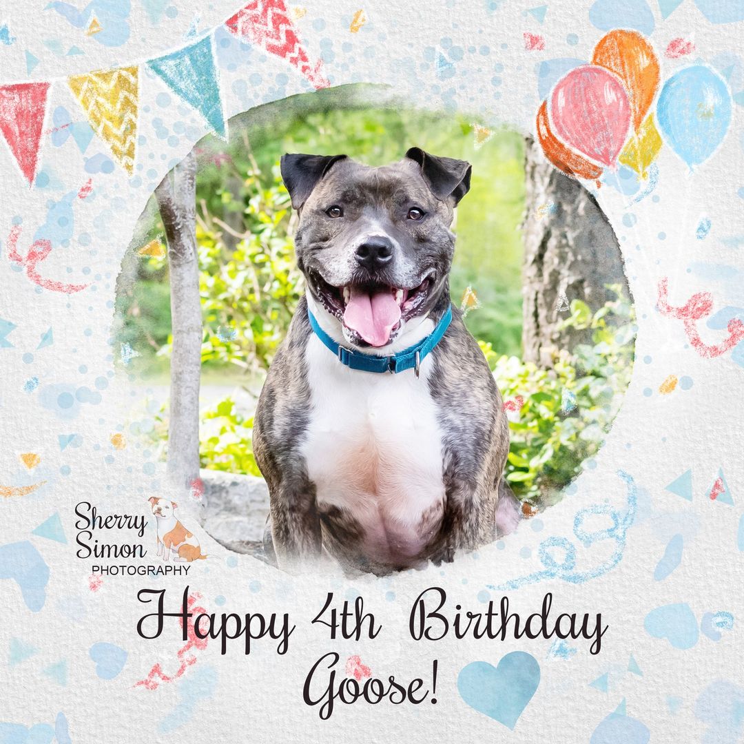 Today, 11/16/2021, our Goose turns 4 years old! Over the past 3 years Goose has touched volunteer hearts and has made many friends at the facility. Today we celebrate this amazing boy!
A couple of fun facts about Goose: he loves the color orange, being scratched in his armpits (we call this his 