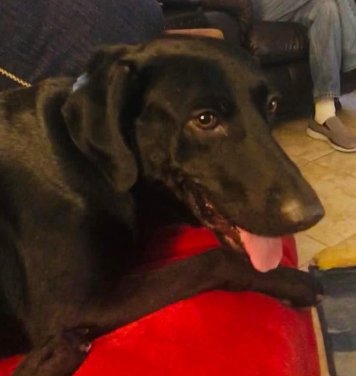 Asher needs a home! This 5-year-old, gentle lab loves to explore, play with toys, and be loved by his humans! He gets along well with other dogs and is very gentle when taking treats from your hand. At night, he loves to lay next to you on the sofa and 