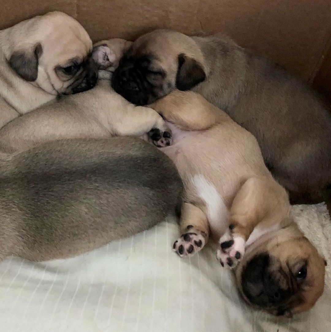 Pug babies! 
Wednesday between 9 and 10 on the @fox5sandiego Morning News we’ll introduce you to some 6-week-old Pug-mix puppies who were nearly born in a van on their way to the shelter! Please Share.

<a target='_blank' href='https://www.instagram.com/explore/tags/fox5sandiego/'>#fox5sandiego</a> <a target='_blank' href='https://www.instagram.com/explore/tags/fox5sandiegomorningnews/'>#fox5sandiegomorningnews</a> <a target='_blank' href='https://www.instagram.com/explore/tags/adoptablepuppies/'>#adoptablepuppies</a> <a target='_blank' href='https://www.instagram.com/explore/tags/pug/'>#pug</a> <a target='_blank' href='https://www.instagram.com/explore/tags/pugpuppies/'>#pugpuppies</a>