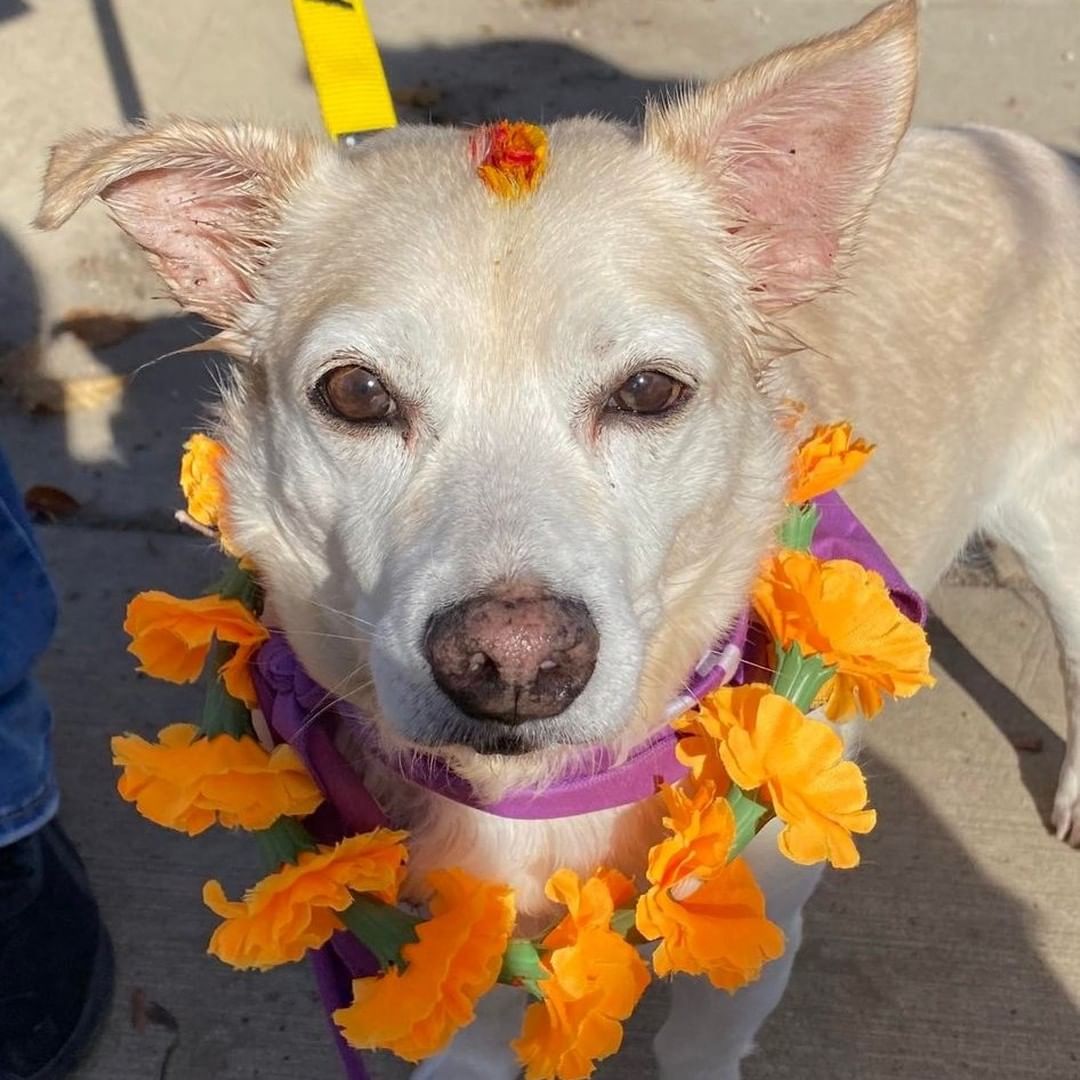 Meet Radar!!🐶 This senior loving boy is ready for his retirement. We love Mr. Radar, and we think he returns our affection. Radar is a wonderful senior companion who has some life in his step and some perk in his attitude. He would love to spend his years with a devoted comparable senior companion.  Preferably one that does not want to talk about their respective ages.
.
.
.
 <a target='_blank' href='https://www.instagram.com/explore/tags/retirementliving/'>#retirementliving</a> <a target='_blank' href='https://www.instagram.com/explore/tags/seniordogs/'>#seniordogs</a>