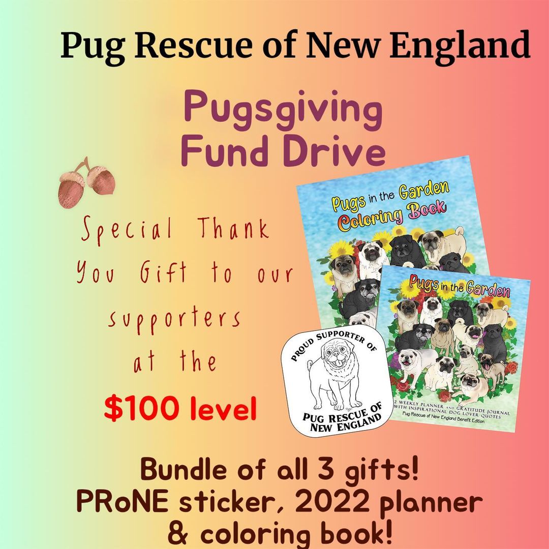 🤎🧡🤎Pugsgiving Fund Drive🤎🧡🤎
We have partnered with the amazing and talented Suzy Ryan @bigblackdogstudio for a Giving Tuesday Fund Drive! 
From now until Tuesday November 30th we will be offering very special gifts for monetary donations at 4 levels. Swipe left to see what your donation gets you beyond the knowledge that you will be helping us to fulfill our mission of Saving More Pugs. 
Venmo @PugRescueofNewEngland note Pugsgiving fund drive in your comment. 

https://venmo.com/u/PugRescueofNewEngland

<a target='_blank' href='https://www.instagram.com/explore/tags/adoptdontshop/'>#adoptdontshop</a> <a target='_blank' href='https://www.instagram.com/explore/tags/pugsgiving2021/'>#pugsgiving2021</a> <a target='_blank' href='https://www.instagram.com/explore/tags/fundraisingforrescue/'>#fundraisingforrescue</a> <a target='_blank' href='https://www.instagram.com/explore/tags/pugrescueofnewengland/'>#pugrescueofnewengland</a> <a target='_blank' href='https://www.instagram.com/explore/tags/savemorepugs/'>#savemorepugs</a>