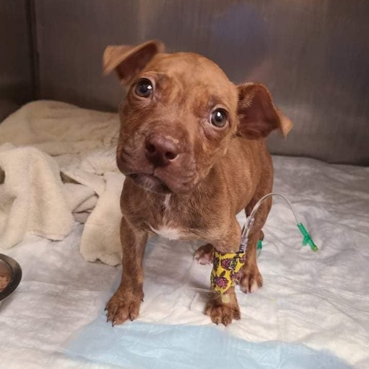 Update: SQUID 
Our sickly baby pup is thriving in his foster to adopt home since joining us from the vet hospital in Missouri.

Squid was brought in to be euthanized and we knew that couldn't happen on our watch, so after stabilizing & gaining strength he joined his family here in Illinois.

<a target='_blank' href='https://www.instagram.com/explore/tags/K9EI4LIFE/'>#K9EI4LIFE</a>