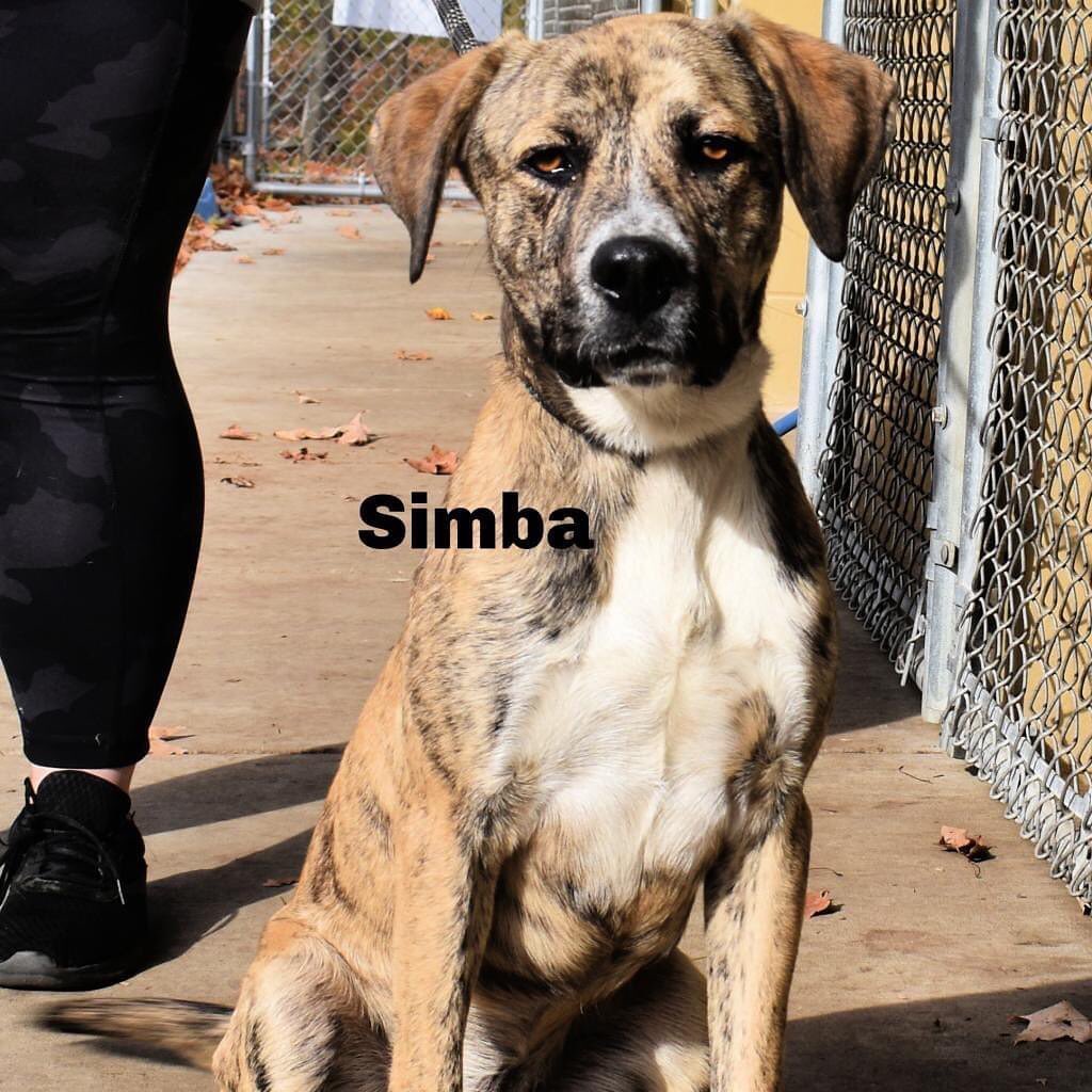 Simba, such a handsome young man. I am a 9 month old neutered boy looking for a fun loving family to have adventures with or to snuggle up with on these cold nights. Please go to our website www.deltanimal.org click on my picture and fill out my application.