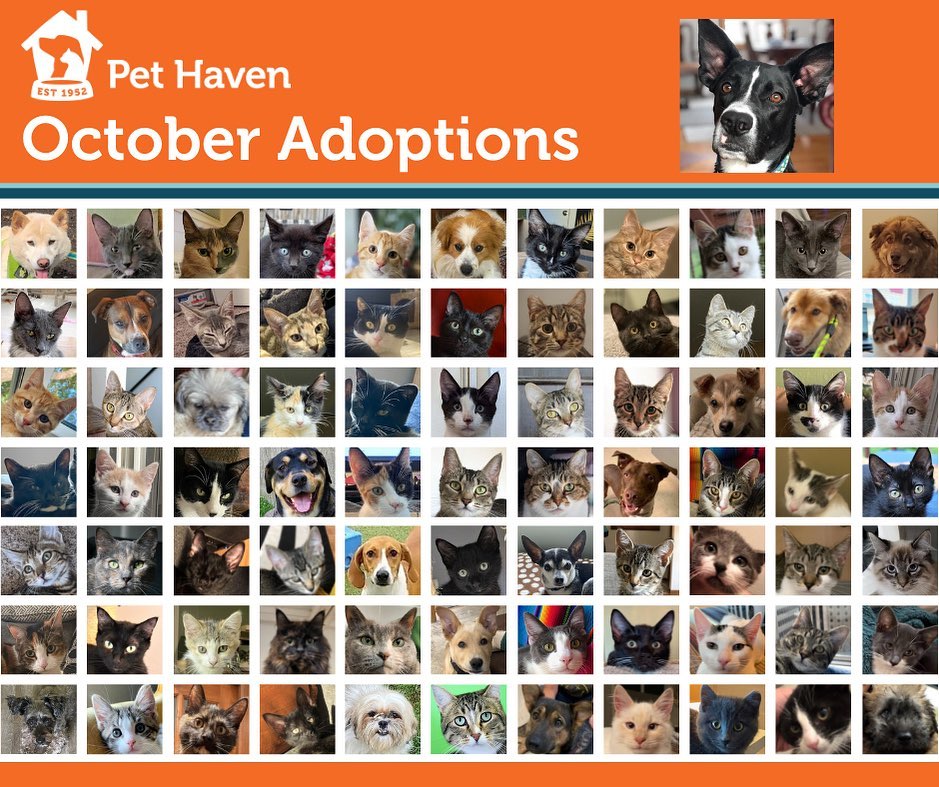 We celebrated SEVENTY-EIGHT adoptions in October! Congratulations to everyone! 🎉