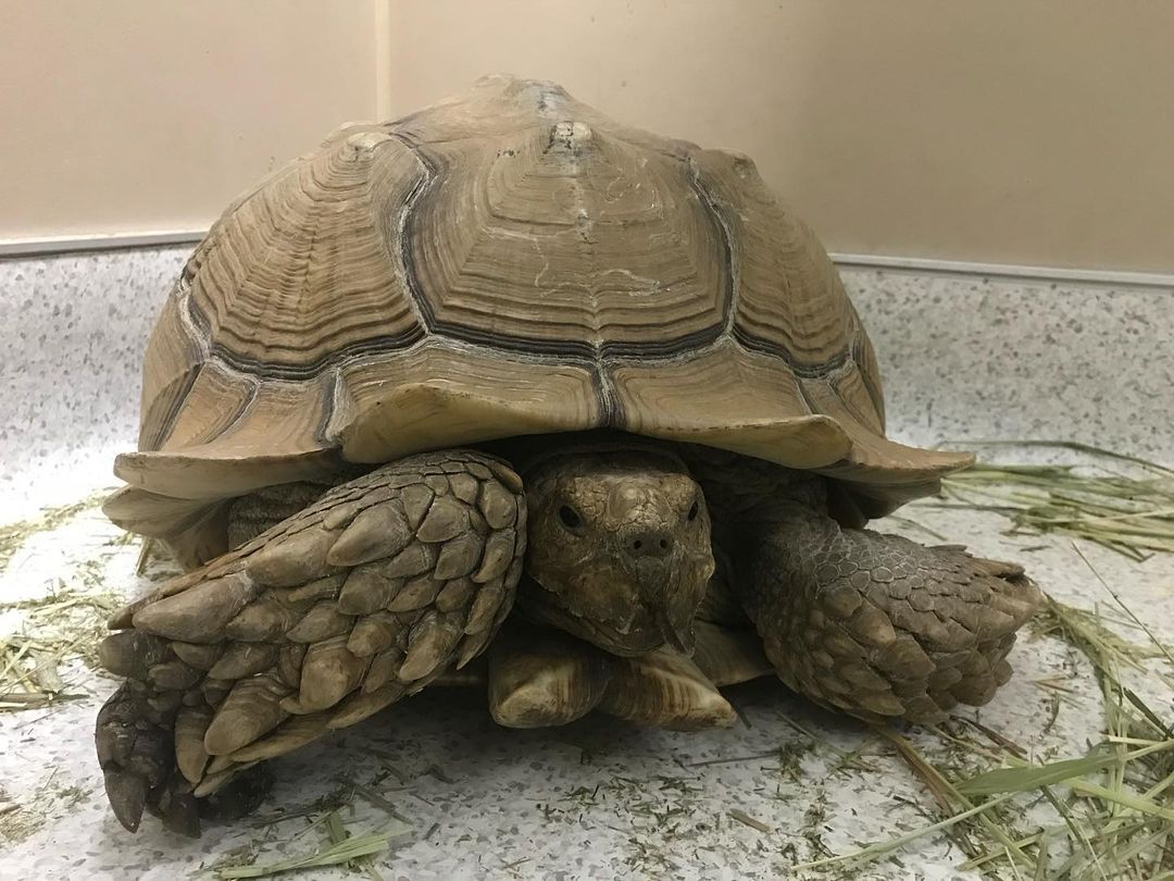 We know someone must be missing this 54 pound guy/gal!  Please contact us at 805-934-6119 x 7 if he’s yours. 🐢