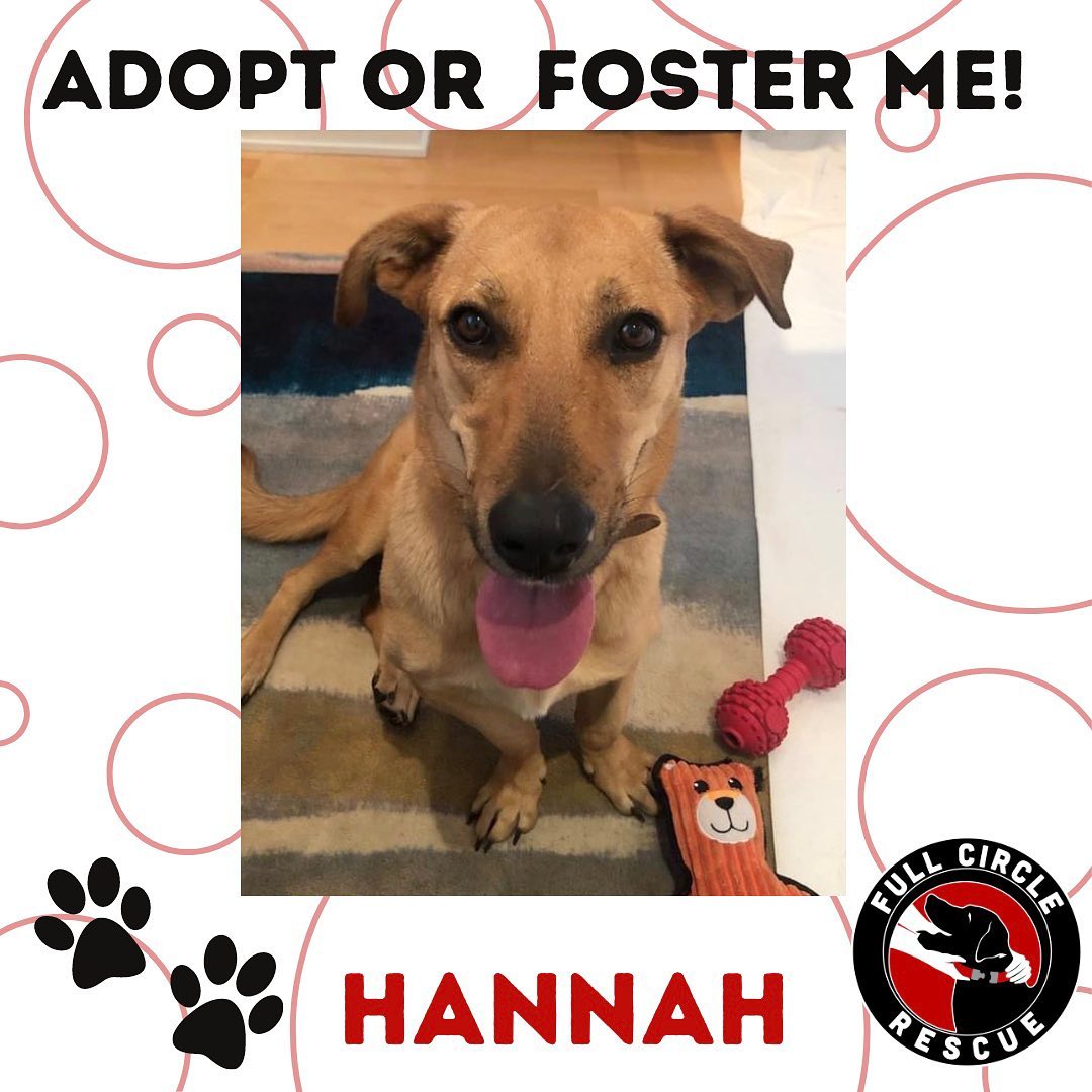 🔴URGENT FOSTER OR FUREVER HOME NEEDED!!🔴 
🔺No Condos or Apartments🔺

Hannah🔺44lbs🔺2.5yrs🔺F🔺Doxie Spitz X🔺Tan🔺Ontario, Canada

Say hi to Hannah! Hannah is a dog that came from Iran that was known to be a shelter favorite. She is a sweet and happy girl with those she knows and takes some time to get comfortable with new surroundings, dogs and people. Hannah needs a home that understands she came from a very busy shelter and will need more time to adjust to life inside and in new environments. She is look for a home that can remain calm, allow her to decompress and also provide consistency and boundaries in a positive and loving way. Hannah walks amazingly on leash, but it is clear that she is shy/timid passing dogs and other people as she will try to hide behind her foster.
Hannah has been adjusting well to life in Canada, but is still dealing with some separation anxiety and learning what an indoor voice means. Due to her noise making abilities, she will not do well in a condo/apartment/home with a shared wall. She will need someone who is confident in giving her all the love she needs and comfort to allow her to be her best self. If you are committed to providing Hannah with the stability she deserves so that she can come out of her shell and show you why she is the shelter favorite - please apply!

⭐️For more information or adoption application please visit www.fullcirclerescue.ca⭐️