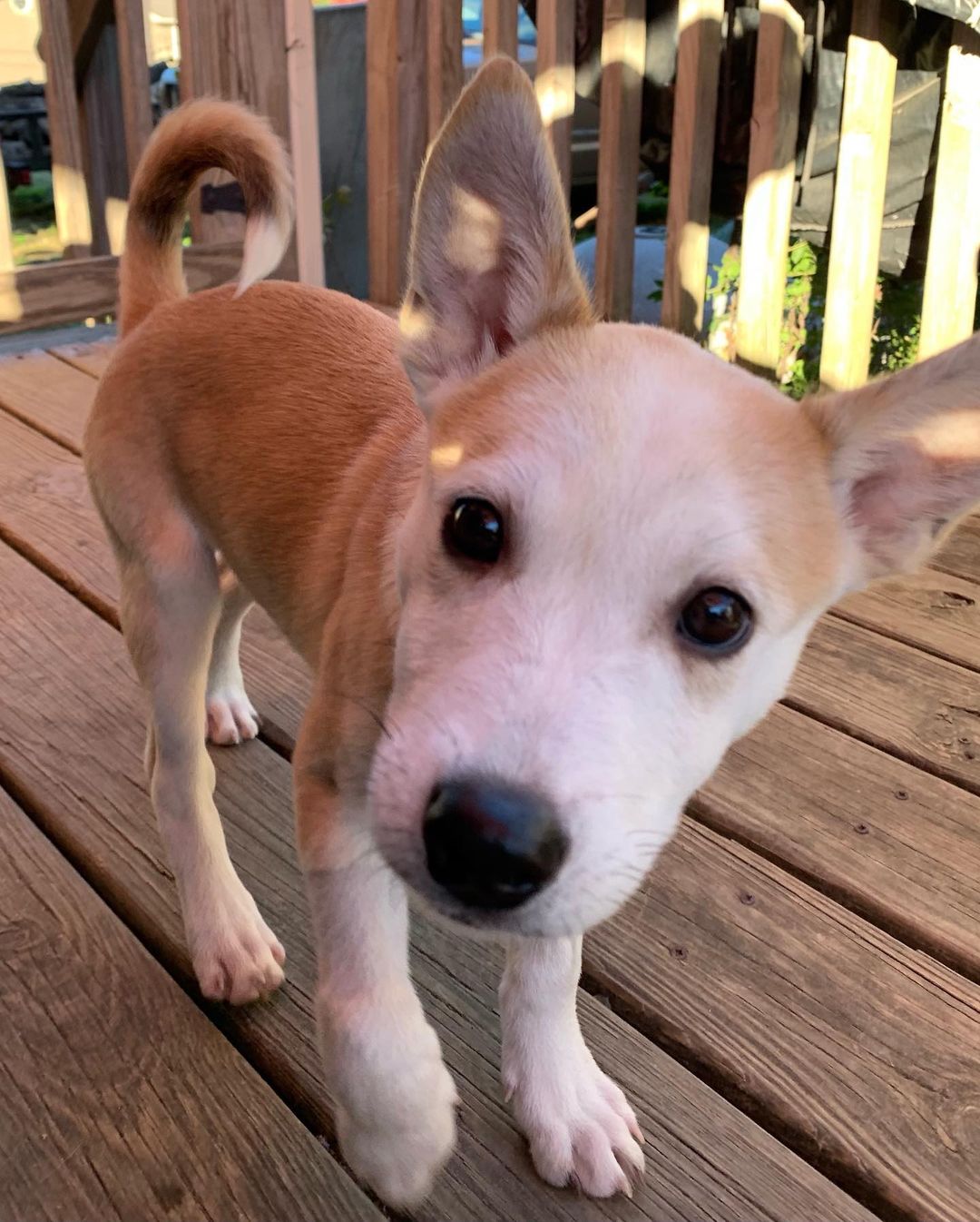 The sweet little parvo survivors have a clean bill of health and are ready for their forever homes! Are you ready for some puppy energy in your life? Apply today by clicking the link in our bio! Ask for Rosa, Charles, Jake and Ray! 

<a target='_blank' href='https://www.instagram.com/explore/tags/adoptdontshop/'>#adoptdontshop</a> <a target='_blank' href='https://www.instagram.com/explore/tags/adoptables/'>#adoptables</a> <a target='_blank' href='https://www.instagram.com/explore/tags/availablepuppies/'>#availablepuppies</a> <a target='_blank' href='https://www.instagram.com/explore/tags/huskypuppies/'>#huskypuppies</a> <a target='_blank' href='https://www.instagram.com/explore/tags/parvosurvivor/'>#parvosurvivor</a> <a target='_blank' href='https://www.instagram.com/explore/tags/brooklyn99/'>#brooklyn99</a>