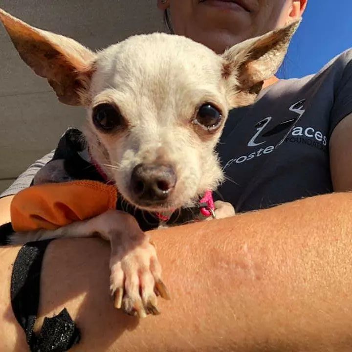 On November 4th, we fulfilled our promise to Frosted Face Carrie.

Carrie was a stray to Long Beach Shelter and they reached out to us for safe exit. Sabrina Chapman had the honor of doing her freedom ride to FFF. 

Carrie was itty bitty teeny weeny and oh so sweet. She buried herself in blankets and observed her new surroundings.  Volunteer, Alanna recalled from our Halloween party, 