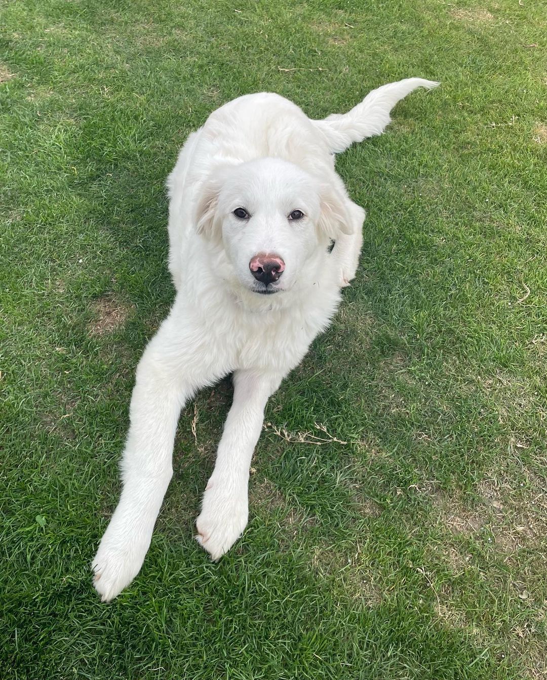 Remember the Great Pyrenees puppy surrendered to the vet because she had parvo… well look at her now! She is a healthy, playful, 40+ pound, 5 month old big puppy! 🐶 

<a target='_blank' href='https://www.instagram.com/explore/tags/greatpyreneespuppy/'>#greatpyreneespuppy</a> <a target='_blank' href='https://www.instagram.com/explore/tags/asafefurrplace/'>#asafefurrplace</a> <a target='_blank' href='https://www.instagram.com/explore/tags/happypuppy/'>#happypuppy</a> 
<a target='_blank' href='https://www.instagram.com/explore/tags/fosteringsaveslives/'>#fosteringsaveslives</a> <a target='_blank' href='https://www.instagram.com/explore/tags/thankyou/'>#thankyou</a> <a target='_blank' href='https://www.instagram.com/explore/tags/pearl/'>#pearl</a>