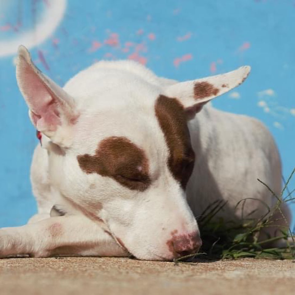 Blanche is dreaming about all of the places those Dumbo-sized ears could fly her if only they worked like his… ✈️🐘

I’ll be honest though, I think her first choice would be to fly right to your couch. This sweetie pie is still looking for her forever home, and she doesn’t have too many specific requests from you for it. She’d love a spot to snuggle on up and take a nap (rumor has it she’s a snorer), some love, and after that she’s not too picky. Put in your adoption form for this gal today before she flies away!

<a target='_blank' href='https://www.instagram.com/explore/tags/gpgBlanche/'>#gpgBlanche</a> <a target='_blank' href='https://www.instagram.com/explore/tags/AdoptMe/'>#AdoptMe</a>