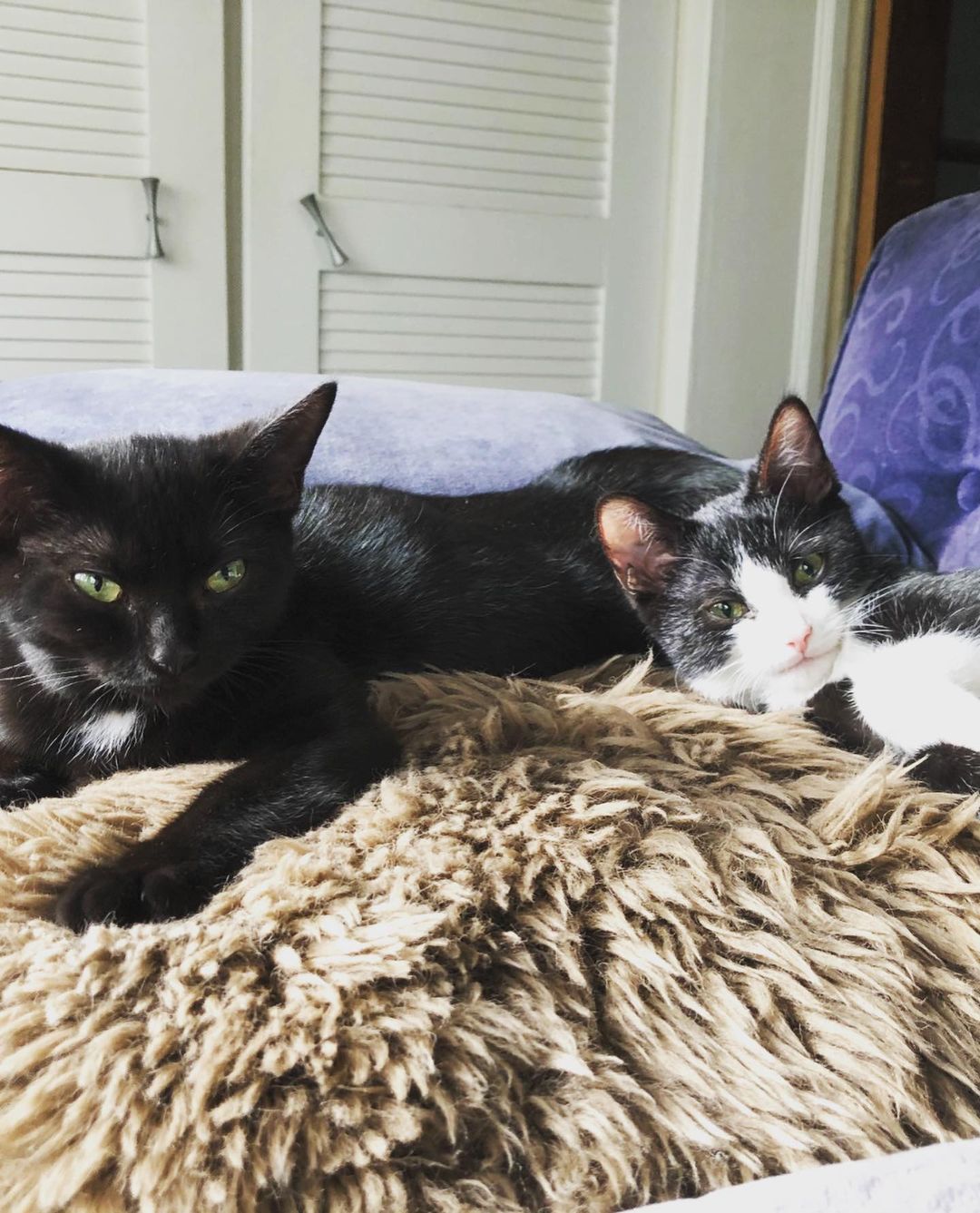 Laurel & Laney!

Laurel (Tuxedo) and his sister Laney (Black) were found as strays and placed in an overcrowded shelter before coming to Abbey Cats.

Laney is beautiful with a shiny black coat and huge eyes. She is a sweet and gentle kitten that is shy and timid with humans at first. She and her brother Laurel. It took a while for Laney to feel safe enough to allow her foster family to give her the cuddles she clearly wants & enjoys - she purrs in anticipation of having her head/ears rubbed. In this respect she is the opposite of her brother Laurel - who was quickly comfortable.

Laurel is the most snuggly kitten we have ever met! He loves affection of any kind and wants to spend her time with the humans in the foster home. He is particularly fond of snuggling on a lap and getting belly rubs - He will routinely flop onto her back in hopes of a belly rub!

They play very well with the other kittens in his foster home and need a home that can give them the love and attention that they need. Laurel loves people and we suspect that he would do well with children or really with any creature who is affectionate, whereas Laney needs her time to feel comfortable and feel safe.

For more information, visit the link shared in our bio.

<a target='_blank' href='https://www.instagram.com/explore/tags/adoptcat/'>#adoptcat</a> <a target='_blank' href='https://www.instagram.com/explore/tags/adoptcats/'>#adoptcats</a>🐈🐾 <a target='_blank' href='https://www.instagram.com/explore/tags/adoptdontshop/'>#adoptdontshop</a> <a target='_blank' href='https://www.instagram.com/explore/tags/adoptdontshop/'>#adoptdontshop</a>🐾 <a target='_blank' href='https://www.instagram.com/explore/tags/adoptionawareness/'>#adoptionawareness</a> <a target='_blank' href='https://www.instagram.com/explore/tags/adoptionisanoption/'>#adoptionisanoption</a> <a target='_blank' href='https://www.instagram.com/explore/tags/adoptionisbeautiful/'>#adoptionisbeautiful</a> <a target='_blank' href='https://www.instagram.com/explore/tags/adoptionishard/'>#adoptionishard</a> <a target='_blank' href='https://www.instagram.com/explore/tags/adoptionislove/'>#adoptionislove</a> <a target='_blank' href='https://www.instagram.com/explore/tags/adoptionisthebestoption/'>#adoptionisthebestoption</a> <a target='_blank' href='https://www.instagram.com/explore/tags/adoptionjourney/'>#adoptionjourney</a> <a target='_blank' href='https://www.instagram.com/explore/tags/adoptionlife/'>#adoptionlife</a> <a target='_blank' href='https://www.instagram.com/explore/tags/adoptionlove/'>#adoptionlove</a> <a target='_blank' href='https://www.instagram.com/explore/tags/adoptionrocks/'>#adoptionrocks</a> <a target='_blank' href='https://www.instagram.com/explore/tags/adoptions/'>#adoptions</a> <a target='_blank' href='https://www.instagram.com/explore/tags/adoptionsaveslives/'>#adoptionsaveslives</a> <a target='_blank' href='https://www.instagram.com/explore/tags/adoptionstories/'>#adoptionstories</a> <a target='_blank' href='https://www.instagram.com/explore/tags/adoptionstory/'>#adoptionstory</a> <a target='_blank' href='https://www.instagram.com/explore/tags/adoptiontails/'>#adoptiontails</a> <a target='_blank' href='https://www.instagram.com/explore/tags/animallove/'>#animallove</a> <a target='_blank' href='https://www.instagram.com/explore/tags/animallover/'>#animallover</a> <a target='_blank' href='https://www.instagram.com/explore/tags/animallovers/'>#animallovers</a> <a target='_blank' href='https://www.instagram.com/explore/tags/cat/'>#cat</a> <a target='_blank' href='https://www.instagram.com/explore/tags/cat/'>#cat</a> <a target='_blank' href='https://www.instagram.com/explore/tags/cat_of_instagram/'>#cat_of_instagram</a>