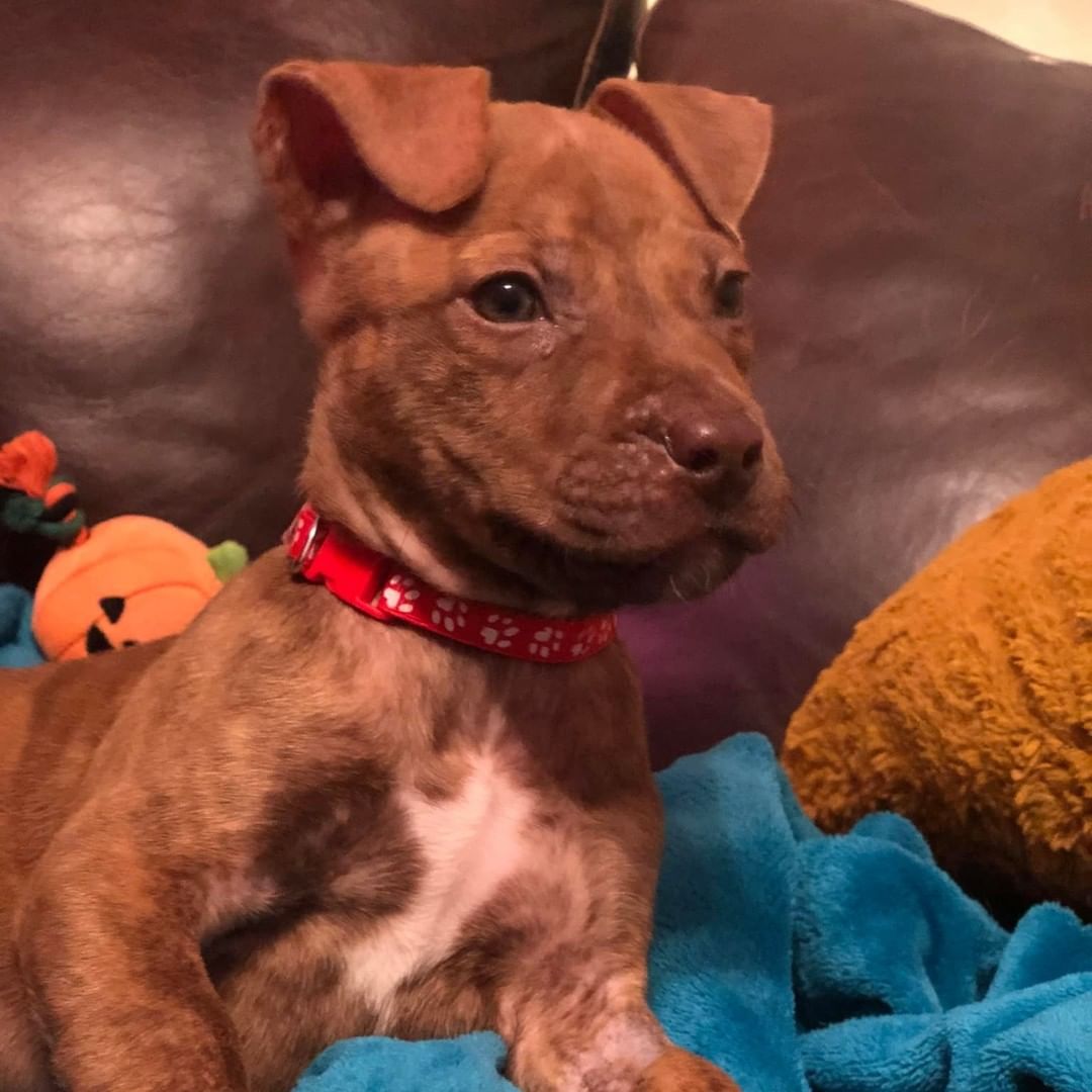 Update: SQUID 
Our sickly baby pup is thriving in his foster to adopt home since joining us from the vet hospital in Missouri.

Squid was brought in to be euthanized and we knew that couldn't happen on our watch, so after stabilizing & gaining strength he joined his family here in Illinois.

<a target='_blank' href='https://www.instagram.com/explore/tags/K9EI4LIFE/'>#K9EI4LIFE</a>