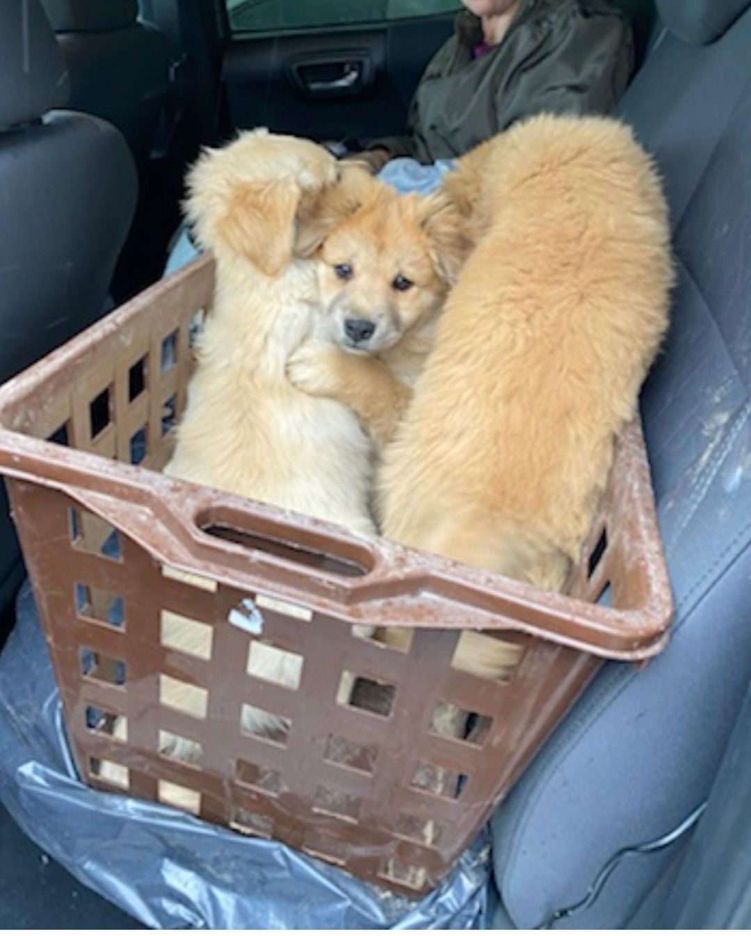 When we first rescued Walter, he was on his way into the shelter in a basket. Our team intervened as we knew he was destined for a better life, but we never imagined this…… Last week Walter was placed as a certified PFL service dog with the Los Angeles County Fire Department, Fire Crew <a target='_blank' href='https://www.instagram.com/explore/tags/12/'>#12</a>.

Thanks to the hard work of our incarcerated trainers at Mule Creek State Prison, and our outstanding trainer Cherie, Walter received specialized training to relieve stress and provide comfort to firefighters on the front lines. Battling wildfires can take an emotional and physical toll on firefighters, but Walter has come to the rescue. 

As the firefighters were being trained to navigate their new service dog, Walter demonstrated his skills performing over 30 commands flawlessly.

Paws For Life K9 Rescue is proud to offer this amazing resource to the County of Los Angeles and continue to find innovative ways to impact the lives of first
responders and the community at large. 

Drop a ❤️ in the comments if you love Walter! 

<a target='_blank' href='https://www.instagram.com/explore/tags/savinglivesoneverylevel/'>#savinglivesoneverylevel</a>
<a target='_blank' href='https://www.instagram.com/explore/tags/servicedog/'>#servicedog</a> <a target='_blank' href='https://www.instagram.com/explore/tags/firedog/'>#firedog</a> <a target='_blank' href='https://www.instagram.com/explore/tags/ladogrescue/'>#ladogrescue</a> <a target='_blank' href='https://www.instagram.com/explore/tags/lafirecamp/'>#lafirecamp</a> <a target='_blank' href='https://www.instagram.com/explore/tags/shelterdogsofinstagram/'>#shelterdogsofinstagram</a> <a target='_blank' href='https://www.instagram.com/explore/tags/prisonreform/'>#prisonreform</a>