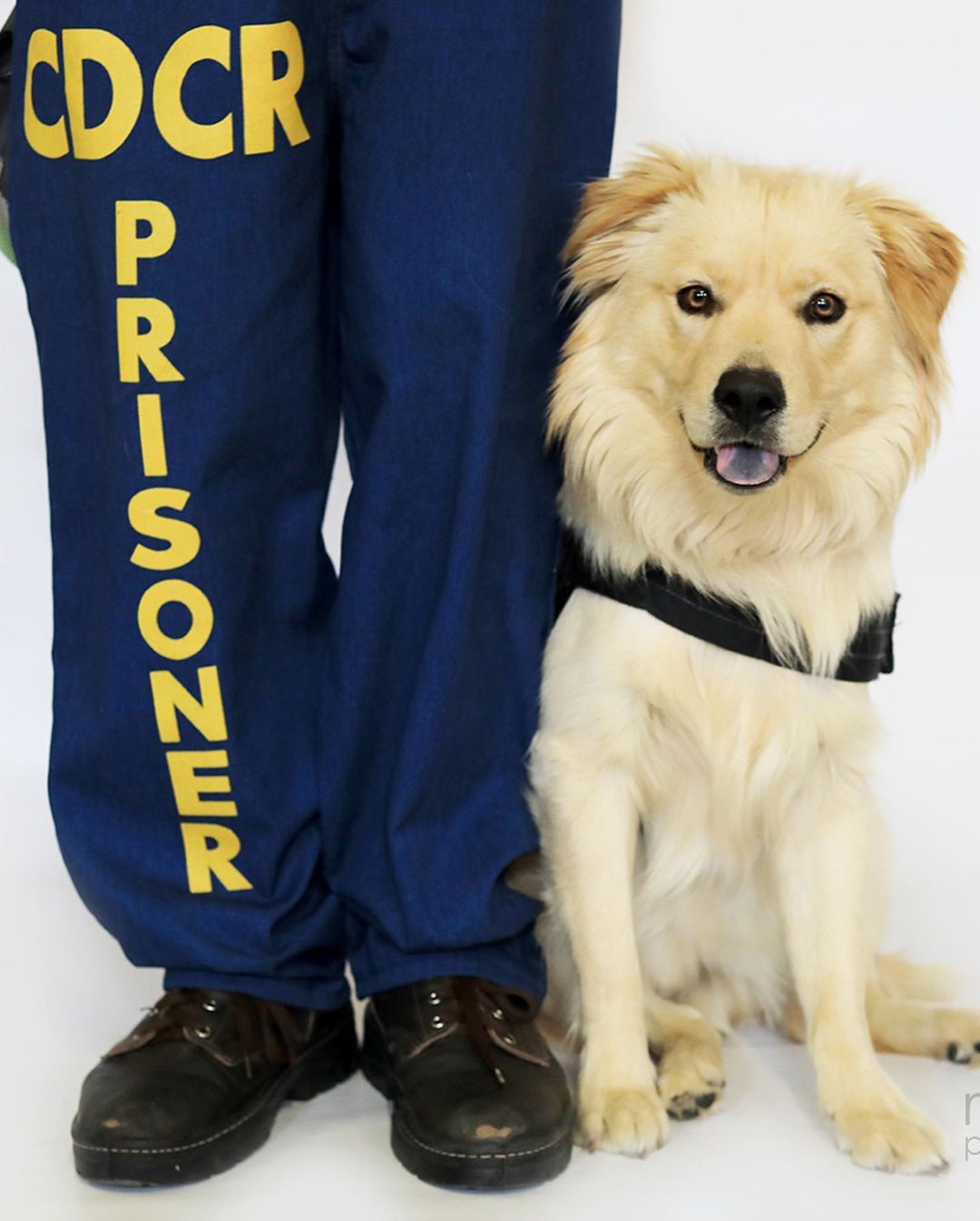 When we first rescued Walter, he was on his way into the shelter in a basket. Our team intervened as we knew he was destined for a better life, but we never imagined this…… Last week Walter was placed as a certified PFL service dog with the Los Angeles County Fire Department, Fire Crew <a target='_blank' href='https://www.instagram.com/explore/tags/12/'>#12</a>.

Thanks to the hard work of our incarcerated trainers at Mule Creek State Prison, and our outstanding trainer Cherie, Walter received specialized training to relieve stress and provide comfort to firefighters on the front lines. Battling wildfires can take an emotional and physical toll on firefighters, but Walter has come to the rescue. 

As the firefighters were being trained to navigate their new service dog, Walter demonstrated his skills performing over 30 commands flawlessly.

Paws For Life K9 Rescue is proud to offer this amazing resource to the County of Los Angeles and continue to find innovative ways to impact the lives of first
responders and the community at large. 

Drop a ❤️ in the comments if you love Walter! 

<a target='_blank' href='https://www.instagram.com/explore/tags/savinglivesoneverylevel/'>#savinglivesoneverylevel</a>
<a target='_blank' href='https://www.instagram.com/explore/tags/servicedog/'>#servicedog</a> <a target='_blank' href='https://www.instagram.com/explore/tags/firedog/'>#firedog</a> <a target='_blank' href='https://www.instagram.com/explore/tags/ladogrescue/'>#ladogrescue</a> <a target='_blank' href='https://www.instagram.com/explore/tags/lafirecamp/'>#lafirecamp</a> <a target='_blank' href='https://www.instagram.com/explore/tags/shelterdogsofinstagram/'>#shelterdogsofinstagram</a> <a target='_blank' href='https://www.instagram.com/explore/tags/prisonreform/'>#prisonreform</a>