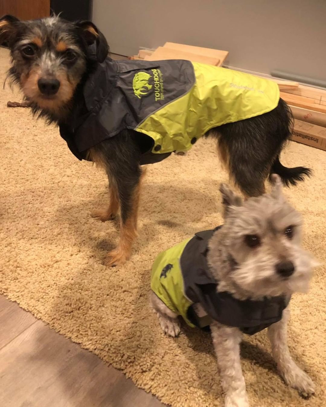 😊PUPDATE!😊 Bobo is doing very well at his new digs with his sister and Papa.  His new thing is to do a little dance 🕺 for a treat after he goes potty. So glad this tiny schauzie found such a great home!

<a target='_blank' href='https://www.instagram.com/explore/tags/gfabobo/'>#gfabobo</a> <a target='_blank' href='https://www.instagram.com/explore/tags/happytails/'>#happytails</a>