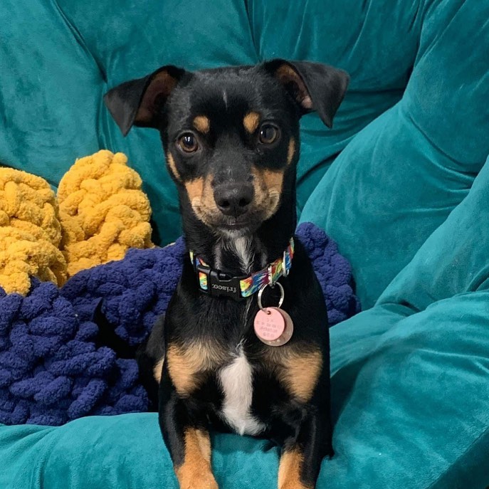 Tyga is still searching for his forever home! 🐶⁣
⁣
Tyga was found in Texas as a stray. He is estimated to be a year old and weighs about 15 pounds. Tyga is a social butterfly and full of personality! He gets along great with other dogs and children. He has never been exposed to cats, so we are unsure how he would be with them. He is working hard at crate and potty training. He loves being with his people, and has shown to have some separation anxiety when left alone. His foster family is working hard at getting him more comfortable. Tyga has quite a bit of energy to burn, loves to run around and go for walks. He really enjoys the company of the other dogs in his foster home. He would love an active family and playmate to keep him busy! Tyga is a very loving, affectionate dog. His happy wiggles are sure to make you smile!⁣
⁣
If you are pre-approved, or have additional questions please e-mail us at misfitmuttsdogrescue@gmail.com. Otherwise, click the link below to find our adoption application!⁣
⁣
http://misfitmuttsdogrescue.com/adoption/⁣
⁣
<a target='_blank' href='https://www.instagram.com/explore/tags/misfitmuttsdogrescue/'>#misfitmuttsdogrescue</a> <a target='_blank' href='https://www.instagram.com/explore/tags/adoptable/'>#adoptable</a> <a target='_blank' href='https://www.instagram.com/explore/tags/tyga/'>#tyga</a> <a target='_blank' href='https://www.instagram.com/explore/tags/rescuedogsofinstagram/'>#rescuedogsofinstagram</a> <a target='_blank' href='https://www.instagram.com/explore/tags/adoptdontshop/'>#adoptdontshop</a> <a target='_blank' href='https://www.instagram.com/explore/tags/greenbay/'>#greenbay</a> <a target='_blank' href='https://www.instagram.com/explore/tags/wisconsin/'>#wisconsin</a>