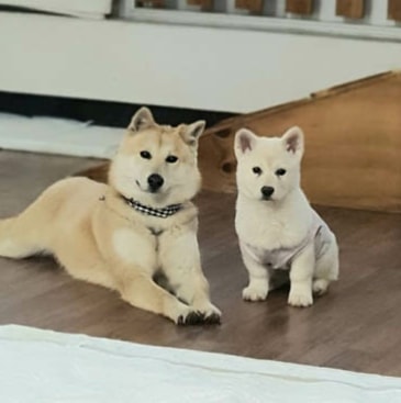 IN SEARCH OF FOREVER HOME (Currently in foster in Nanaimo, BC) 🏘️💕 
 
Sweet Marley is a 2.5 year old shiba inu mix (weighing 17kg/37lb) who was rescued from an owner who raised dogs to sell to the meat trade. 

She is a happy girl who is always smiling and wagging her tail. Marley's favorite thing in the world is to play, whether with other dogs, people, or entertaining herself. She gets along well with dogs of all personalities and is a great playmate. She is house trained and loves her chew toys, although she is not destructive in the home, walks well on leash (although she does pull a bit in the beginning when excited, and rides well in the car.
 
When meeting new people, Marley can be a bit shy. It takes her a few minutes, but she warms up pretty quickly. Despite this, she is quite independent (she is part shiba afterall!) And can be sensitive and tentative in New situations she is unsure of.

Marley is gentle, quiet, social, and obidient. She would do best with an active family who enjoys the outdoors, but also have a comfortable bed to lie on after her walks and playtime. She would prefer to have a house with a secure yard, and would do great as a second dog with a friendly sibling who loves to play as much as she does.

To apply or learn more:  https://www.freekoreandogs.org/adopt/moongshil/
.
.
.
.
.
.
.
.
.
<a target='_blank' href='https://www.instagram.com/explore/tags/freekoreandogs/'>#freekoreandogs</a> <a target='_blank' href='https://www.instagram.com/explore/tags/adoptdontshop/'>#adoptdontshop</a> <a target='_blank' href='https://www.instagram.com/explore/tags/rescuedog/'>#rescuedog</a> <a target='_blank' href='https://www.instagram.com/explore/tags/rescuedogs/'>#rescuedogs</a> <a target='_blank' href='https://www.instagram.com/explore/tags/rescuedismyfavoritebreed/'>#rescuedismyfavoritebreed</a> <a target='_blank' href='https://www.instagram.com/explore/tags/rescuedogsofig/'>#rescuedogsofig</a> <a target='_blank' href='https://www.instagram.com/explore/tags/rescuedogsofinstagram/'>#rescuedogsofinstagram</a> <a target='_blank' href='https://www.instagram.com/explore/tags/adoptionsaveslives/'>#adoptionsaveslives</a> <a target='_blank' href='https://www.instagram.com/explore/tags/adoptme/'>#adoptme</a> <a target='_blank' href='https://www.instagram.com/explore/tags/adoptable/'>#adoptable</a> <a target='_blank' href='https://www.instagram.com/explore/tags/adoptables/'>#adoptables</a> <a target='_blank' href='https://www.instagram.com/explore/tags/dogadoption/'>#dogadoption</a> <a target='_blank' href='https://www.instagram.com/explore/tags/takemehome/'>#takemehome</a> <a target='_blank' href='https://www.instagram.com/explore/tags/dogrescue/'>#dogrescue</a>  <a target='_blank' href='https://www.instagram.com/explore/tags/fureverhome/'>#fureverhome</a> <a target='_blank' href='https://www.instagram.com/explore/tags/fureverfamily/'>#fureverfamily</a> <a target='_blank' href='https://www.instagram.com/explore/tags/lookingforahome/'>#lookingforahome</a> <a target='_blank' href='https://www.instagram.com/explore/tags/fureverhomeneeded/'>#fureverhomeneeded</a> <a target='_blank' href='https://www.instagram.com/explore/tags/dogadoption/'>#dogadoption</a> <a target='_blank' href='https://www.instagram.com/explore/tags/adoptionsaveslives/'>#adoptionsaveslives</a> <a target='_blank' href='https://www.instagram.com/explore/tags/koreanrescuedog/'>#koreanrescuedog</a> <a target='_blank' href='https://www.instagram.com/explore/tags/lookingforforeverhome/'>#lookingforforeverhome</a> <a target='_blank' href='https://www.instagram.com/explore/tags/shiba/'>#shiba</a> <a target='_blank' href='https://www.instagram.com/explore/tags/shibainu/'>#shibainu</a> <a target='_blank' href='https://www.instagram.com/explore/tags/shibamix/'>#shibamix</a> <a target='_blank' href='https://www.instagram.com/explore/tags/dogmeatsurvivor/'>#dogmeatsurvivor</a> <a target='_blank' href='https://www.instagram.com/explore/tags/dogmeattrade/'>#dogmeattrade</a> <a target='_blank' href='https://www.instagram.com/explore/tags/dogmeattradesurvivor/'>#dogmeattradesurvivor</a> <a target='_blank' href='https://www.instagram.com/explore/tags/EndTheDogMeatTrade/'>#EndTheDogMeatTrade</a> <a target='_blank' href='https://www.instagram.com/explore/tags/vancitydogs/'>#vancitydogs</a> <a target='_blank' href='https://www.instagram.com/explore/tags/torontodogs/'>#torontodogs</a> <a target='_blank' href='https://www.instagram.com/explore/tags/seattledogs/'>#seattledogs</a>