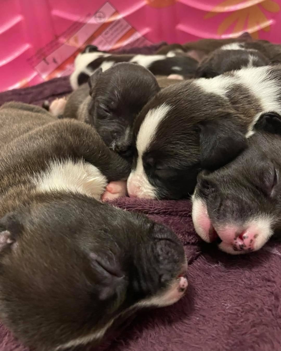 The cutest little puppy piles there ever was 🥰