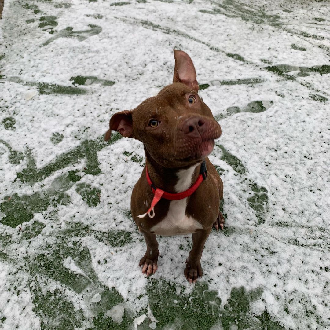 Our dude Frost has been enjoying this week’s frosty weather! ❄️ Whether romping around in the play yard or gnawing on chew toys, Frost is an energetic and fun-loving pup who enjoys having a good time! He’s a smart guy and will be the perfect play pal for a fun family ❤️

<a target='_blank' href='https://www.instagram.com/explore/tags/cuyahogadogs/'>#cuyahogadogs</a>  <a target='_blank' href='https://www.instagram.com/explore/tags/shelterdogsofinstagram/'>#shelterdogsofinstagram</a> <a target='_blank' href='https://www.instagram.com/explore/tags/rescuedogsofinstagram/'>#rescuedogsofinstagram</a> <a target='_blank' href='https://www.instagram.com/explore/tags/rescuedismyfavoritebreed/'>#rescuedismyfavoritebreed</a> <a target='_blank' href='https://www.instagram.com/explore/tags/adoptdontshop/'>#adoptdontshop</a>🐾 <a target='_blank' href='https://www.instagram.com/explore/tags/rescuedog/'>#rescuedog</a> <a target='_blank' href='https://www.instagram.com/explore/tags/ohiodog/'>#ohiodog</a> <a target='_blank' href='https://www.instagram.com/explore/tags/dogslife/'>#dogslife</a>  <a target='_blank' href='https://www.instagram.com/explore/tags/ccas/'>#ccas</a> <a target='_blank' href='https://www.instagram.com/explore/tags/ccasdogs/'>#ccasdogs</a> <a target='_blank' href='https://www.instagram.com/explore/tags/adoptme/'>#adoptme</a> <a target='_blank' href='https://www.instagram.com/explore/tags/chewsadoption/'>#chewsadoption</a> <a target='_blank' href='https://www.instagram.com/explore/tags/shelterdog/'>#shelterdog</a> <a target='_blank' href='https://www.instagram.com/explore/tags/shelterdogs/'>#shelterdogs</a> <a target='_blank' href='https://www.instagram.com/explore/tags/shelterdogsrock/'>#shelterdogsrock</a> <a target='_blank' href='https://www.instagram.com/explore/tags/shelterdogsrockoh/'>#shelterdogsrockoh</a> <a target='_blank' href='https://www.instagram.com/explore/tags/shelterdogsrule/'>#shelterdogsrule</a> <a target='_blank' href='https://www.instagram.com/explore/tags/cuyahogacounty/'>#cuyahogacounty</a> <a target='_blank' href='https://www.instagram.com/explore/tags/cuyahogacountyanimalshelter/'>#cuyahogacountyanimalshelter</a> <a target='_blank' href='https://www.instagram.com/explore/tags/adopt/'>#adopt</a> <a target='_blank' href='https://www.instagram.com/explore/tags/adoptdontshop/'>#adoptdontshop</a> <a target='_blank' href='https://www.instagram.com/explore/tags/shelterdogsofinstagram/'>#shelterdogsofinstagram</a> <a target='_blank' href='https://www.instagram.com/explore/tags/shelterdogsofig/'>#shelterdogsofig</a> <a target='_blank' href='https://www.instagram.com/explore/tags/rescuedogs/'>#rescuedogs</a> <a target='_blank' href='https://www.instagram.com/explore/tags/rescuedogsofinstagram/'>#rescuedogsofinstagram</a> <a target='_blank' href='https://www.instagram.com/explore/tags/adoptashelterdog/'>#adoptashelterdog</a> <a target='_blank' href='https://www.instagram.com/explore/tags/adoptashelterpet/'>#adoptashelterpet</a> <a target='_blank' href='https://www.instagram.com/explore/tags/frost/'>#frost</a>