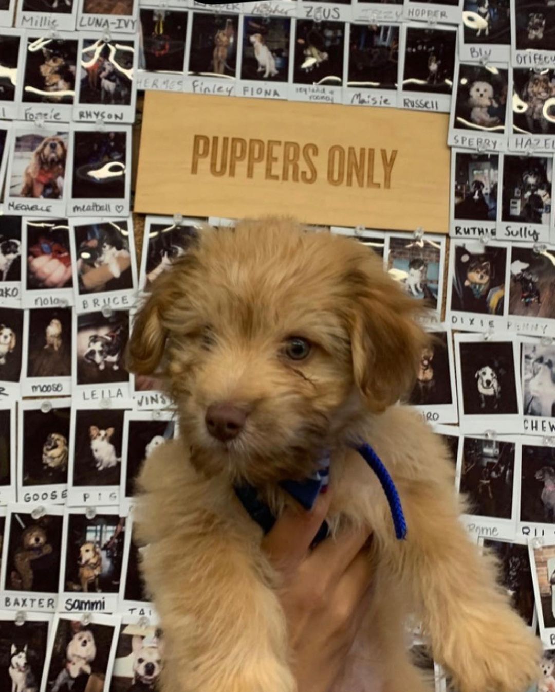 A little before and after. The first three photos are from when we took Finn (formerly Rocket) to @jupmode for Puppy Friday while he was with us and the last photo is him, today, in his forever home after his first grooming. His mom reports that he never sits still and is sweet as sweet can be!