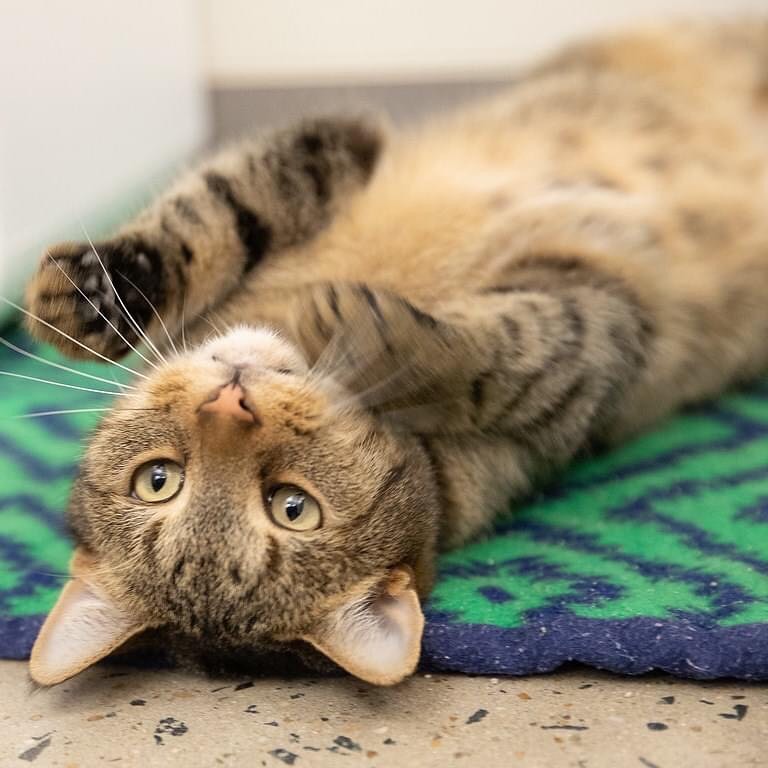 This is Garth. Garth would like everyone to admire his floofy belly and his incredible stretchies. Please leave your nice comments for Gath below and we will read them to him as they come in.

Want to meet this handsome cat? You're in luck! Garth is available for adoption and we are open from 11am-6pm for adoptions. Even better news? Garth's adoption fee has been waived AND we will bake you a pie as part of our 