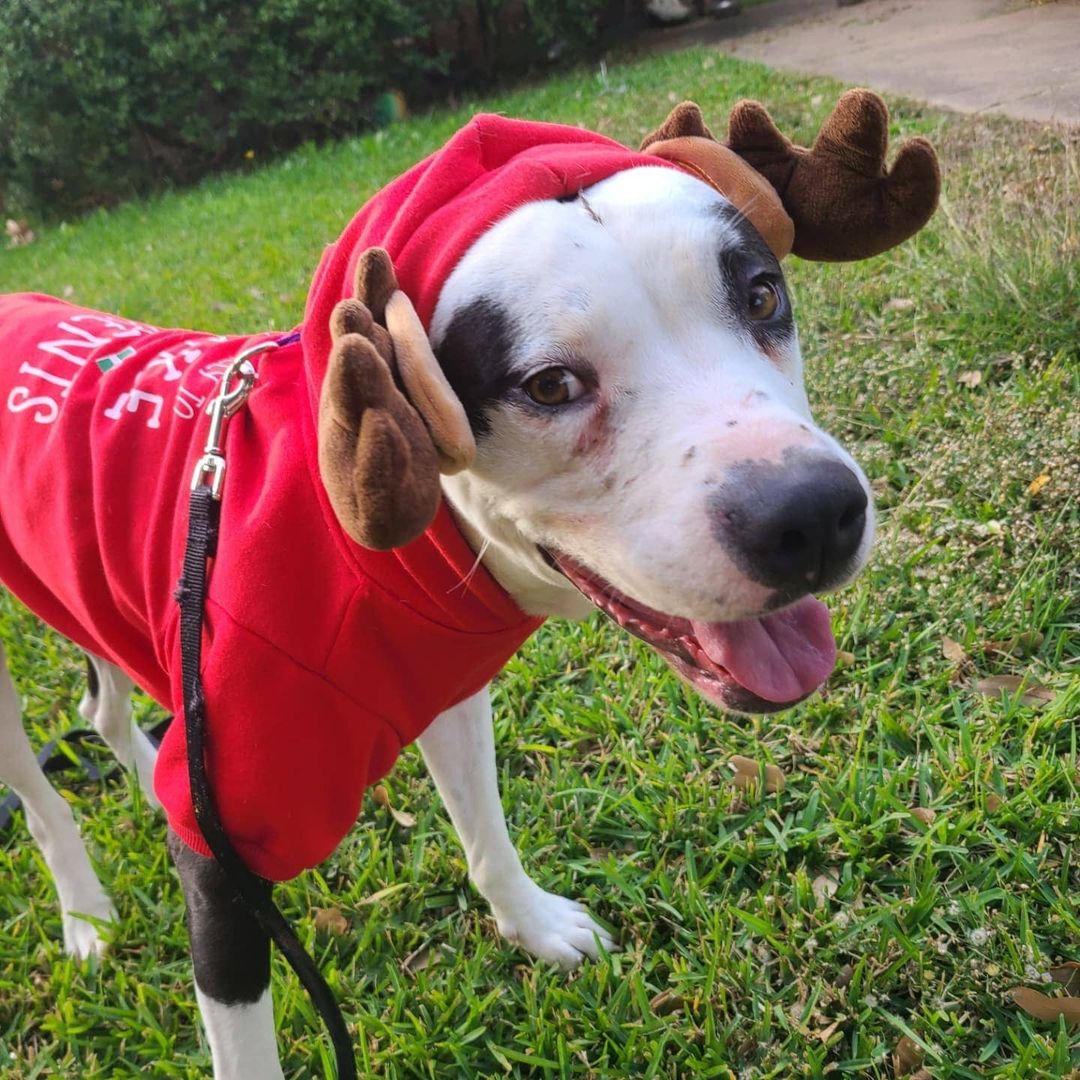 So we're playing in Christmas outfits today 😆 

By the way, Marleigh refused to call him Mister and said his name is Marshall, the fire pup from Paw Patrol. What Marleigh says goes! It's definitely more fitting and he has taken to it well, so from here on out, his name is MARSHALL! ❤

Marshall is available to foster or adopt!
www.MarleighsFriends.org

https://vm.tiktok.com/TTPd2NgVqq/