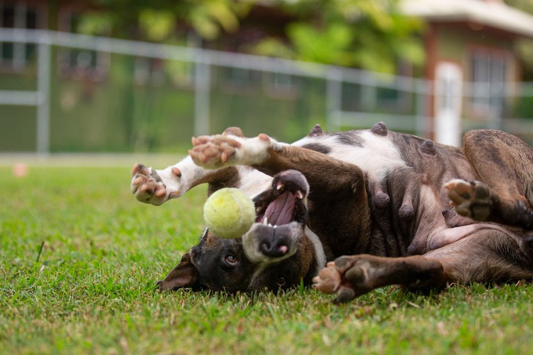 Vida, named appropriately given that she is absolutely FULL OF LIFE, is one of our newest kiddos to join us at Hawaii Island Humane Society. She was a transfer through our lifesaving partnership with HPD Animal Control Services - and we have so loved getting to know this girl.

She is such a FUN dog! She loves fetch and affection. She will snuggle right up to you, hoping you’ll give her lots of love and when you do, she’ll lean in for more. It’s… adorable. And, in case you didn’t notice, she’s a total model. 

To make Vida yours, head over to hihs.org > Adoption > Dogs and submit an application today!
❤️🎾

<a target='_blank' href='https://www.instagram.com/explore/tags/makefetchhappen/'>#makefetchhappen</a> <a target='_blank' href='https://www.instagram.com/explore/tags/adoptVidaHIHS/'>#adoptVidaHIHS</a> <a target='_blank' href='https://www.instagram.com/explore/tags/fetch/'>#fetch</a> <a target='_blank' href='https://www.instagram.com/explore/tags/fetchislife/'>#fetchislife</a> <a target='_blank' href='https://www.instagram.com/explore/tags/shelterdog/'>#shelterdog</a> <a target='_blank' href='https://www.instagram.com/explore/tags/shelterdogsofinstagram/'>#shelterdogsofinstagram</a> <a target='_blank' href='https://www.instagram.com/explore/tags/gooddog/'>#gooddog</a> <a target='_blank' href='https://www.instagram.com/explore/tags/goodgirl/'>#goodgirl</a> <a target='_blank' href='https://www.instagram.com/explore/tags/fundog/'>#fundog</a>