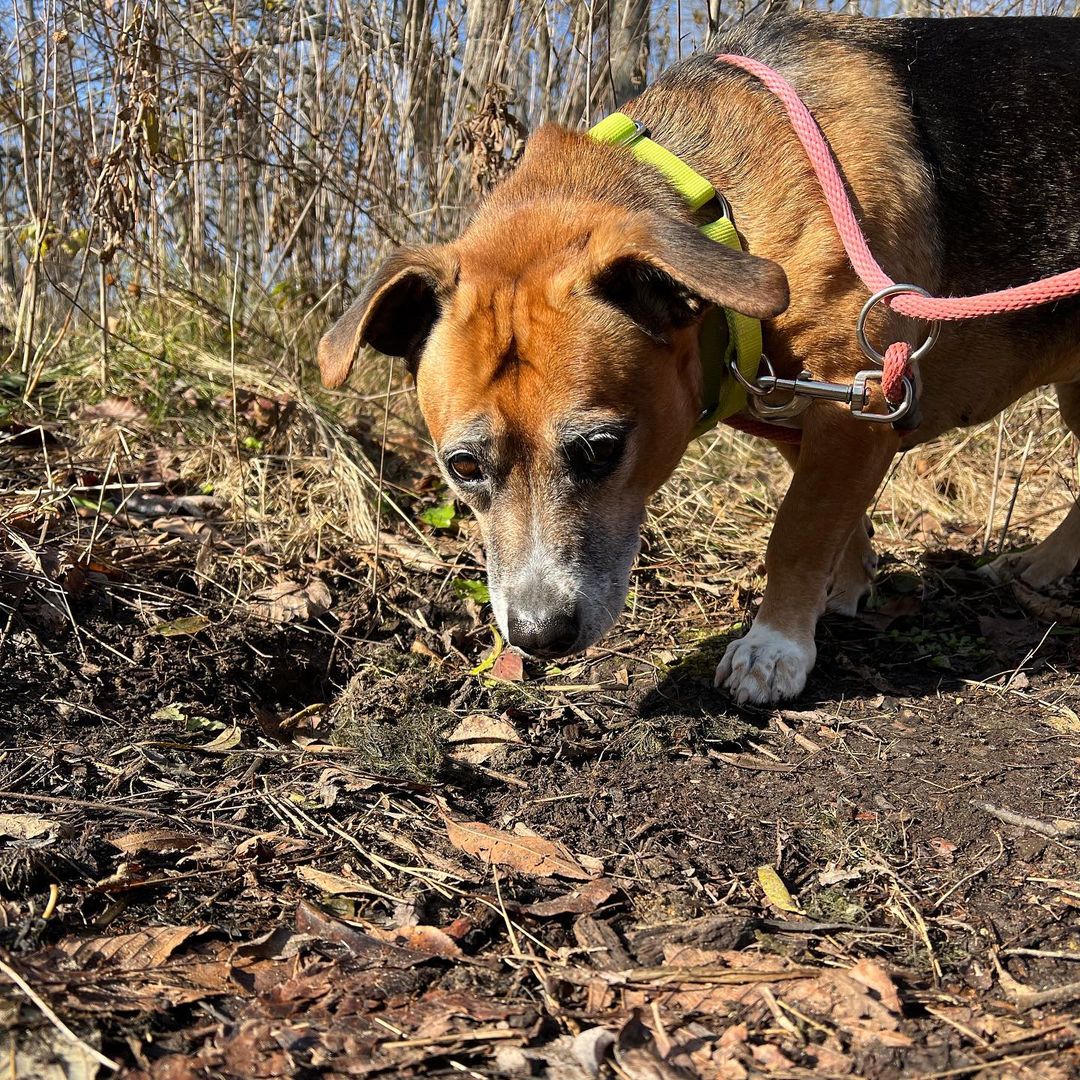 Say hello to DeeDee! 🐶 
.
.
DeeDee is a young soul in an older body! She loves to go on walks and adventure around, while also spending time with her people! ❤️
.
She is looking for a home without other dogs and respectful kids (if any) that will give her TONS of love✨
.
Her hobbies include sunbathing, sleeping, and underwater basket weaving 🧺 
.
😲What are you waiting for? Visit our website to find out if DeeDee is the pawfect buddy for you! 🐾 Link in bio☝️