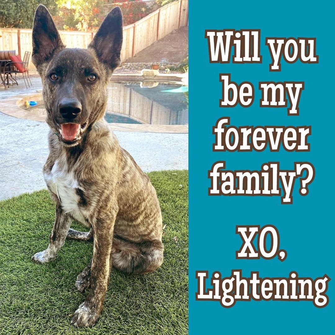 💙 LIGHTENING 💙 This stunning six-month-old Cattle Dog/Shepherd mix is looking for a active family like him to share adventures with! Click below to learn more and please share to help Lightening find his forever home. 🐾🏡

https://www.adoptapet.com/pet/32944840-rancho-santa-margarita-california-cattle-dog-mix